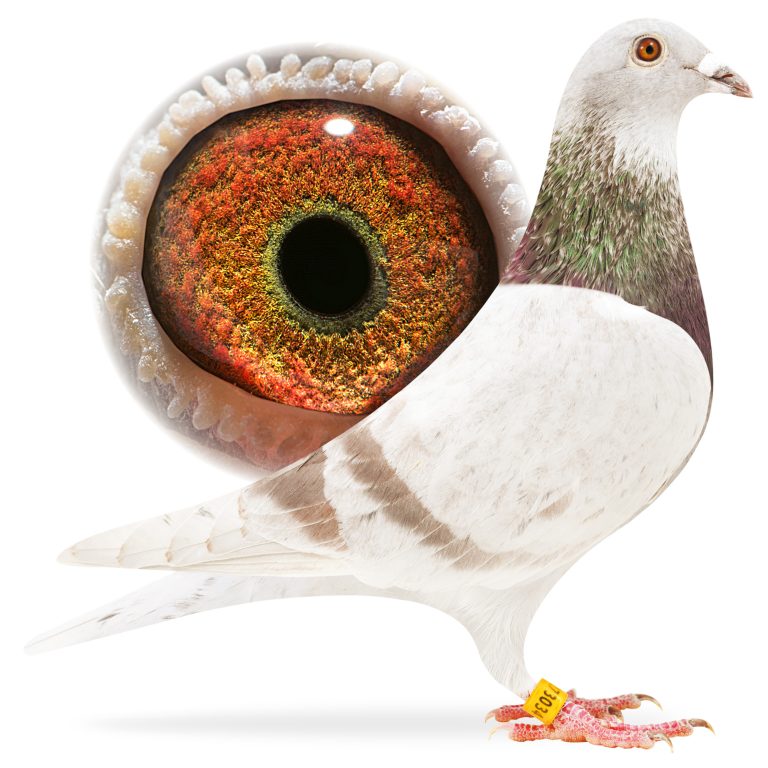 IMPORTED COCK NL 191273034