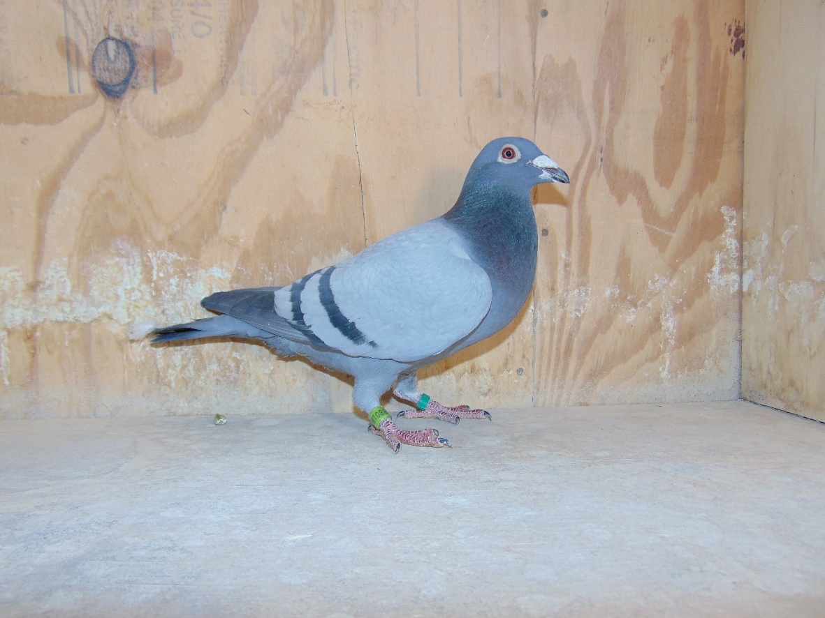 23 NL 9088018 Jan Hooymans,  Double Grandson of Hallilujah 