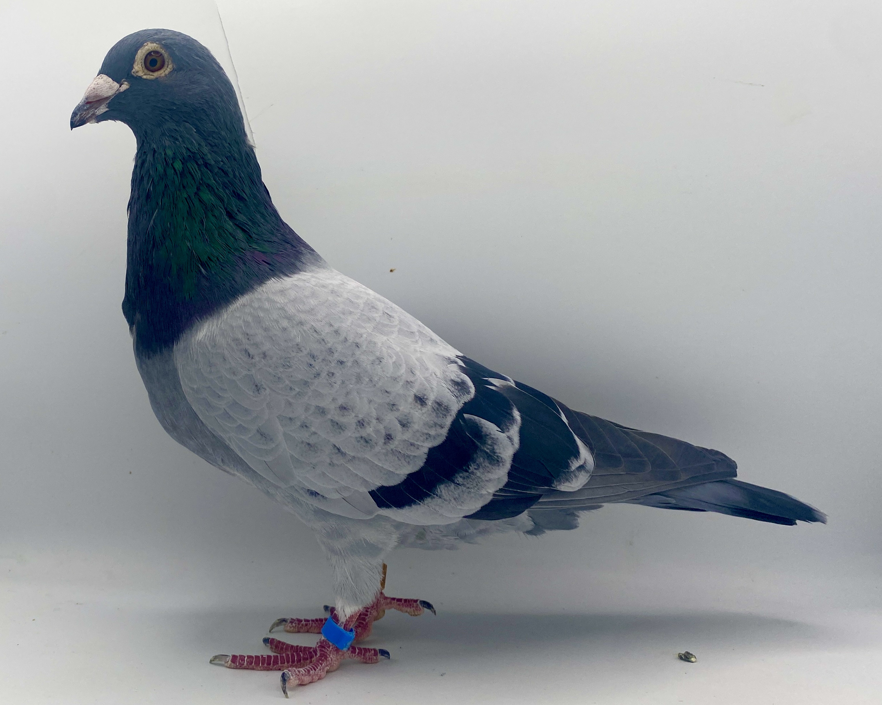 AU 2023 JEDDS 1651 PENC COCK