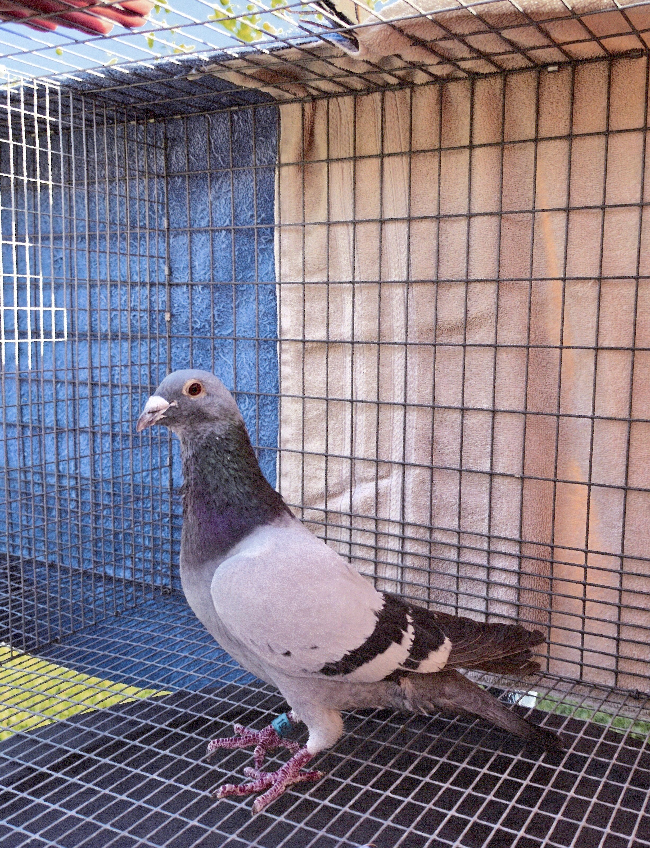 AU-2025-PACHECO LOFT-198 BB COCK