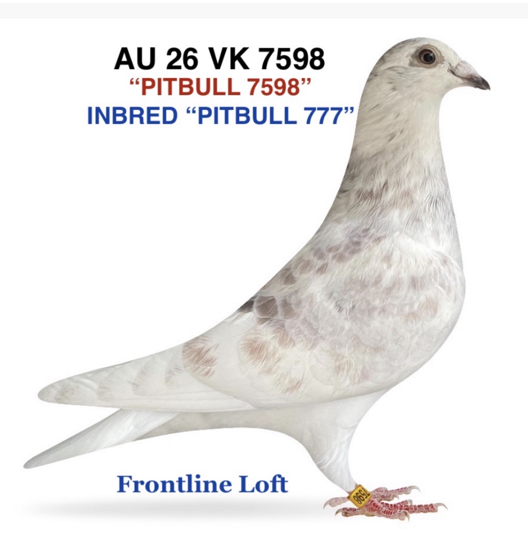 INBRED “PITBULL 777”