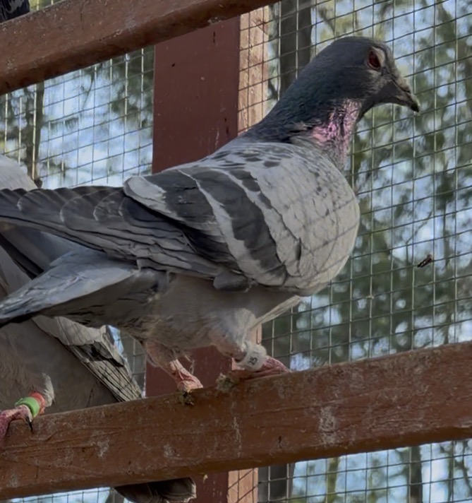 iPigeon.com - Racing Pigeon Auction
