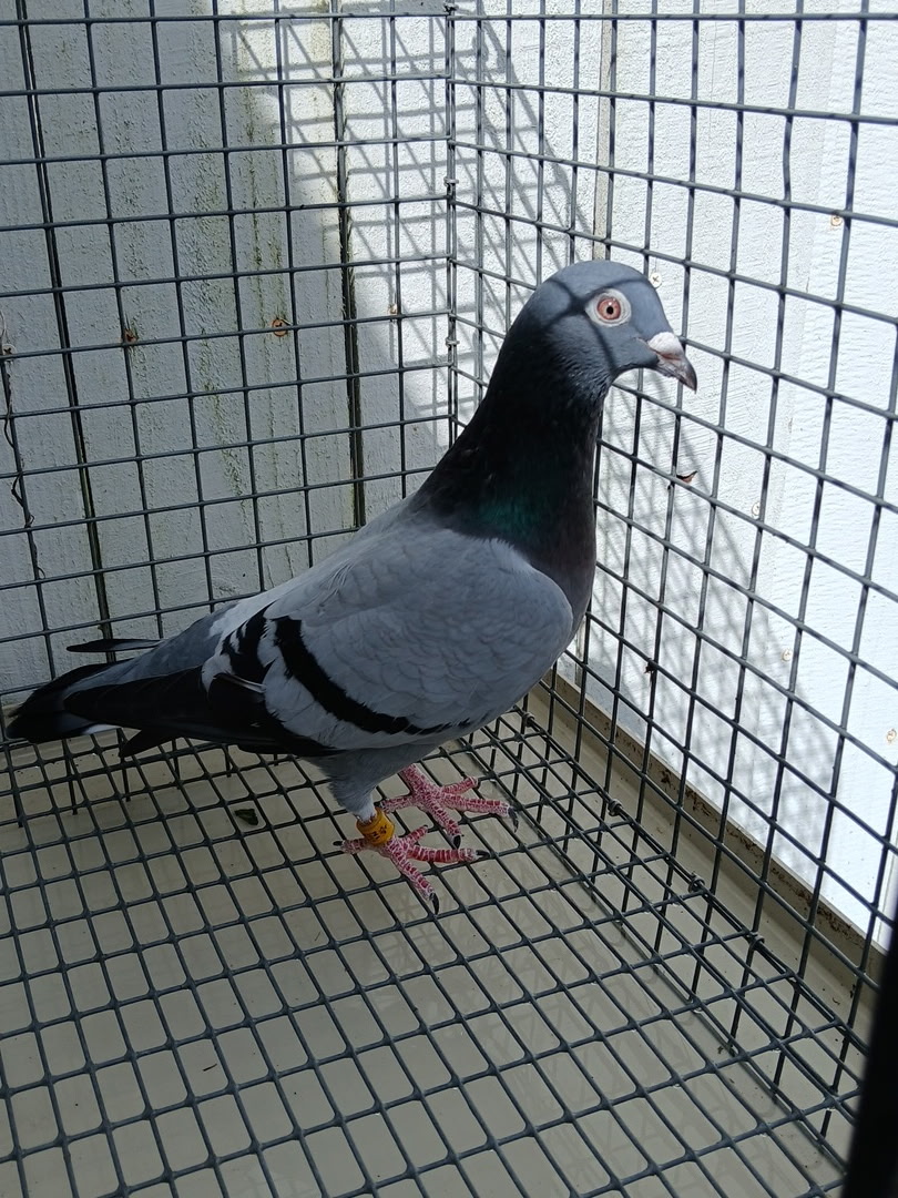 NL 19 1768128 BB Louis Van Loon Breeding Hen 