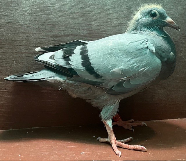 SQUEAKER OFF DIRECT IMPORT