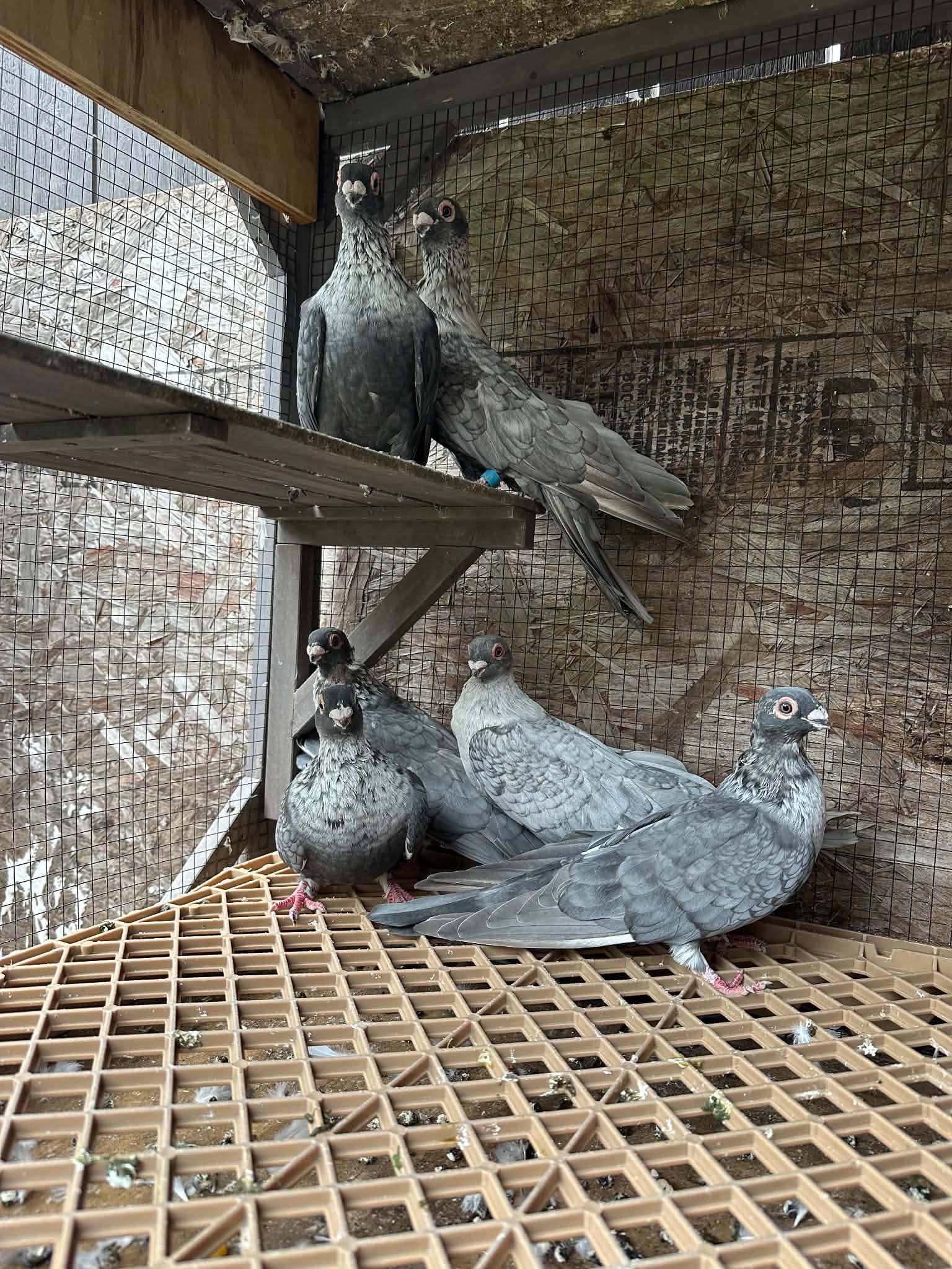 Egyptian swift pigeons
