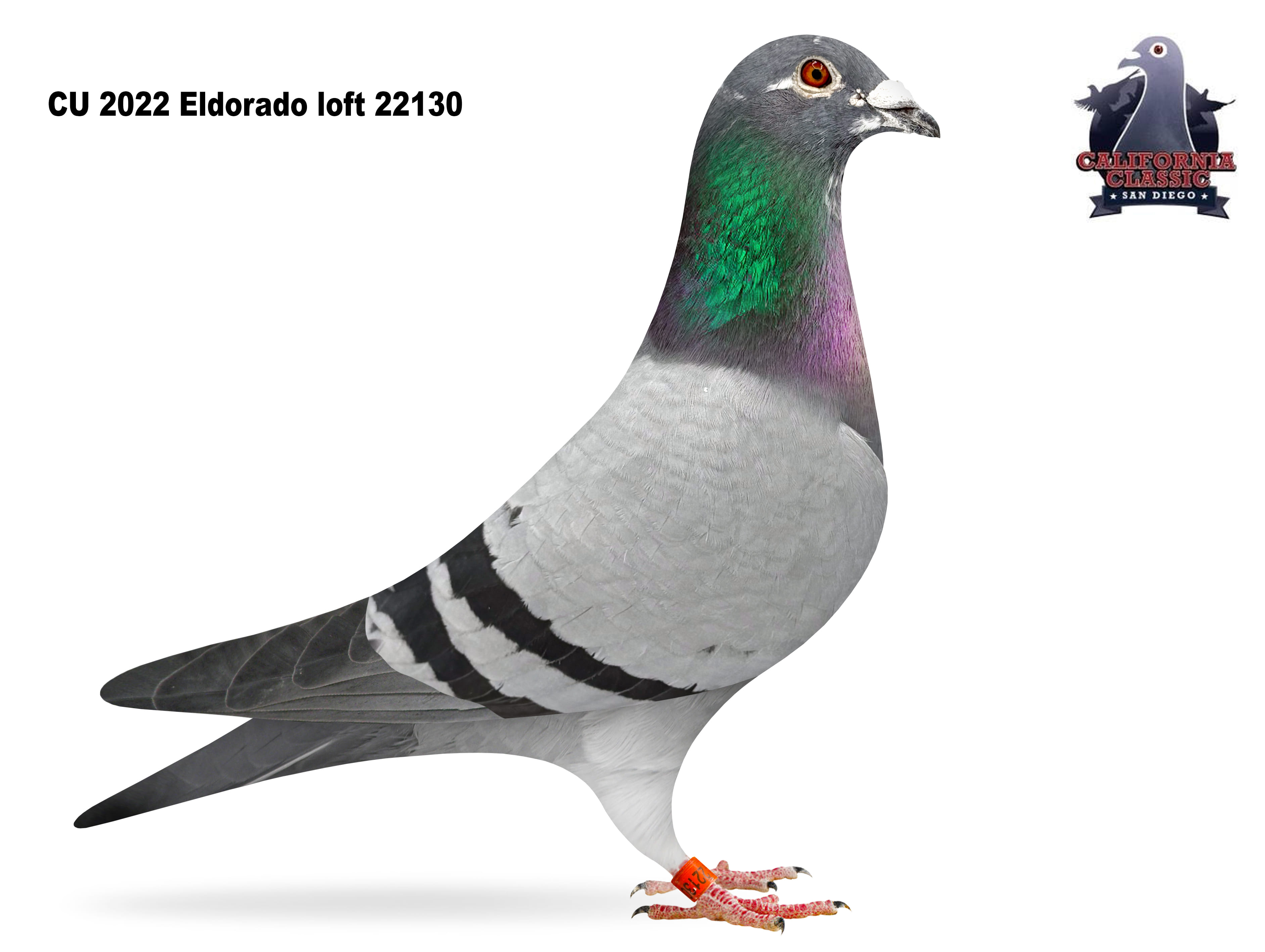 Lot 42. 2022 ELDO 22130 Cock