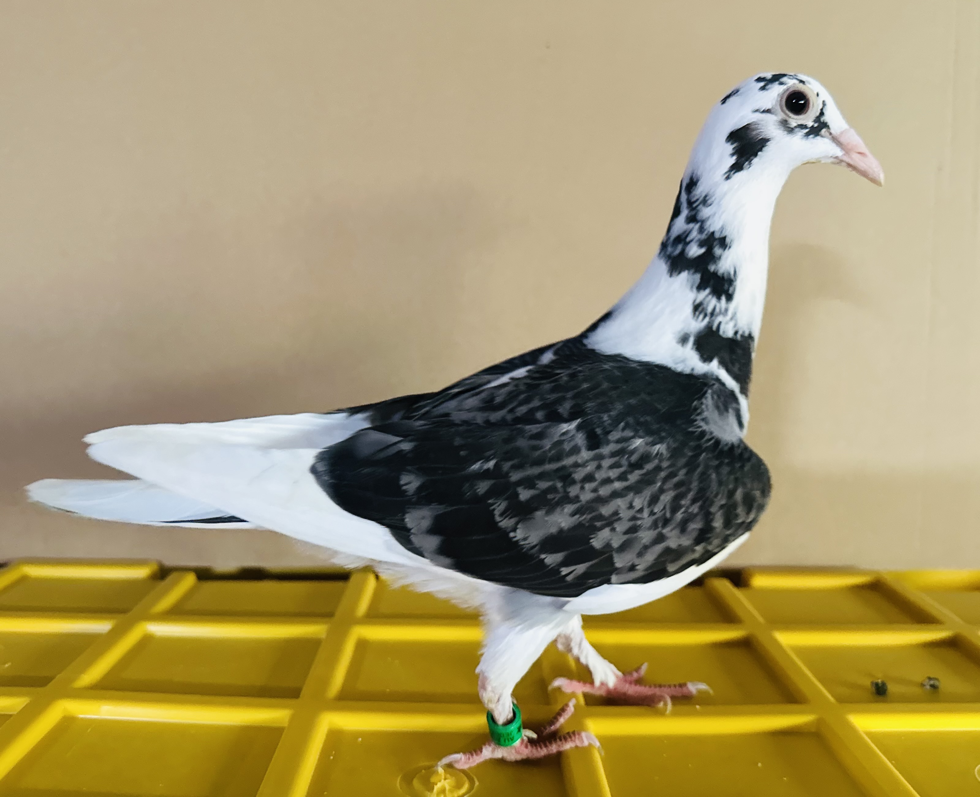 JEDDS AU 26 21238 white pied