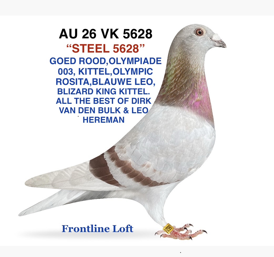 GOED ROOD, OLYMPIADE 003, KITTEL, OLYMPIC ROSITA,BLAUWE LEO, BLIZARD KING KITTEL.
