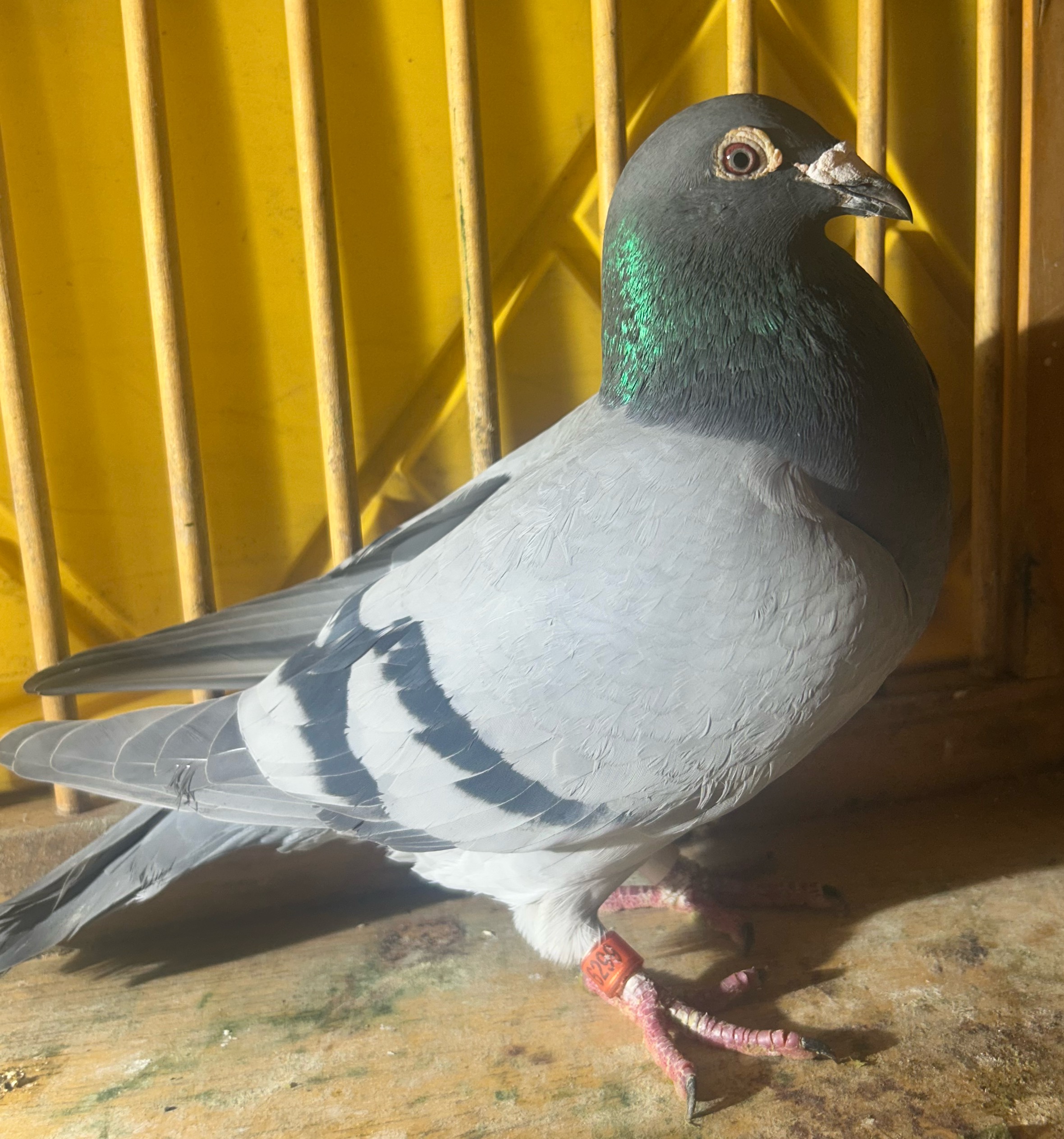 AU 6299 JOJOS 2021 BB Hen