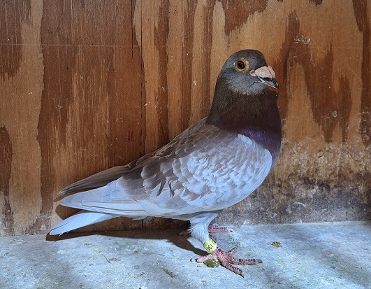 CU 2019 STAN 134 RC COCK