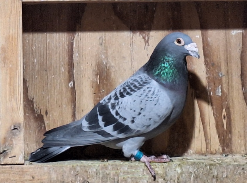  EIJERKAMP-Van Loon BC Cock NL16-1256072 