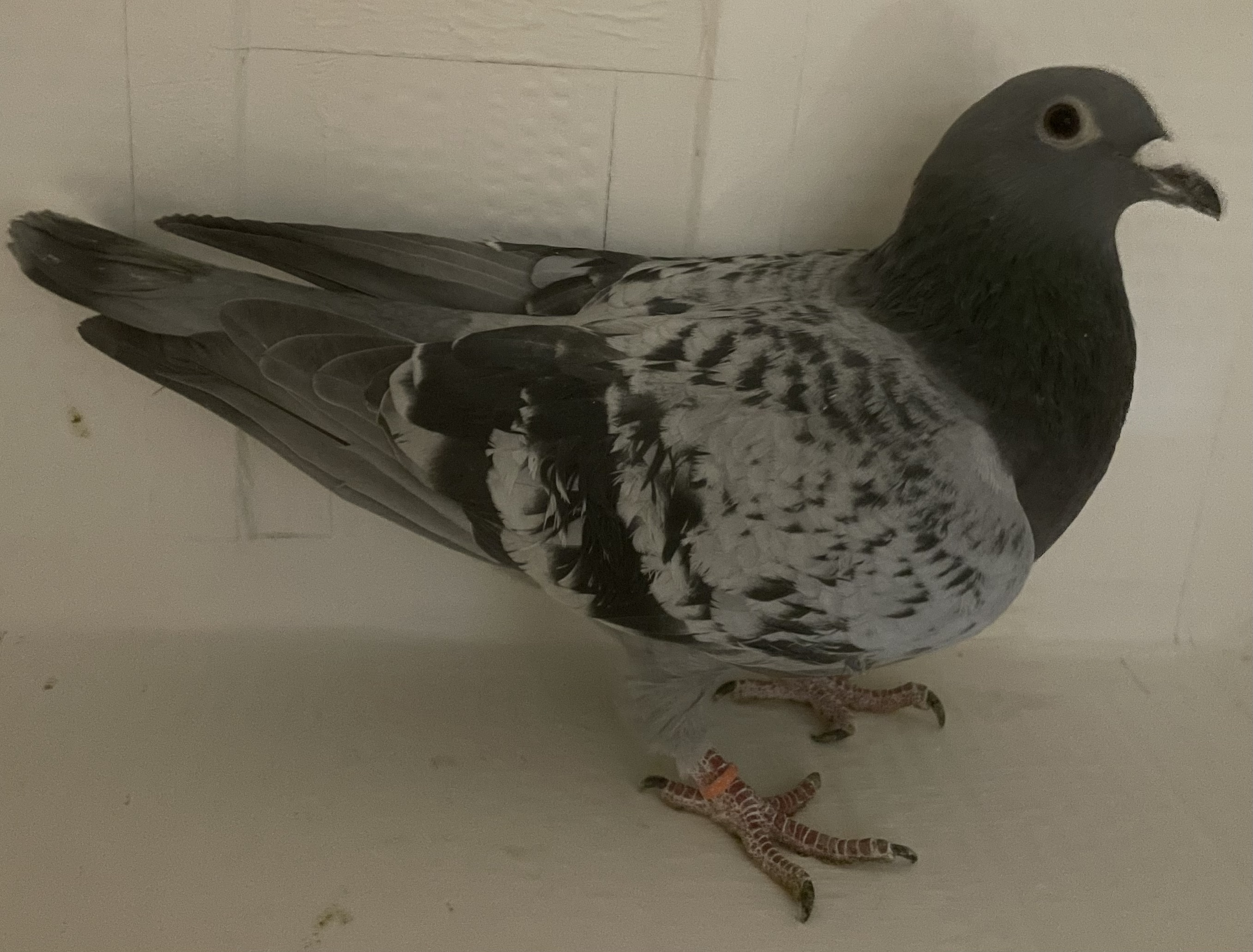 AU 2017 Lundloft 287 BCC