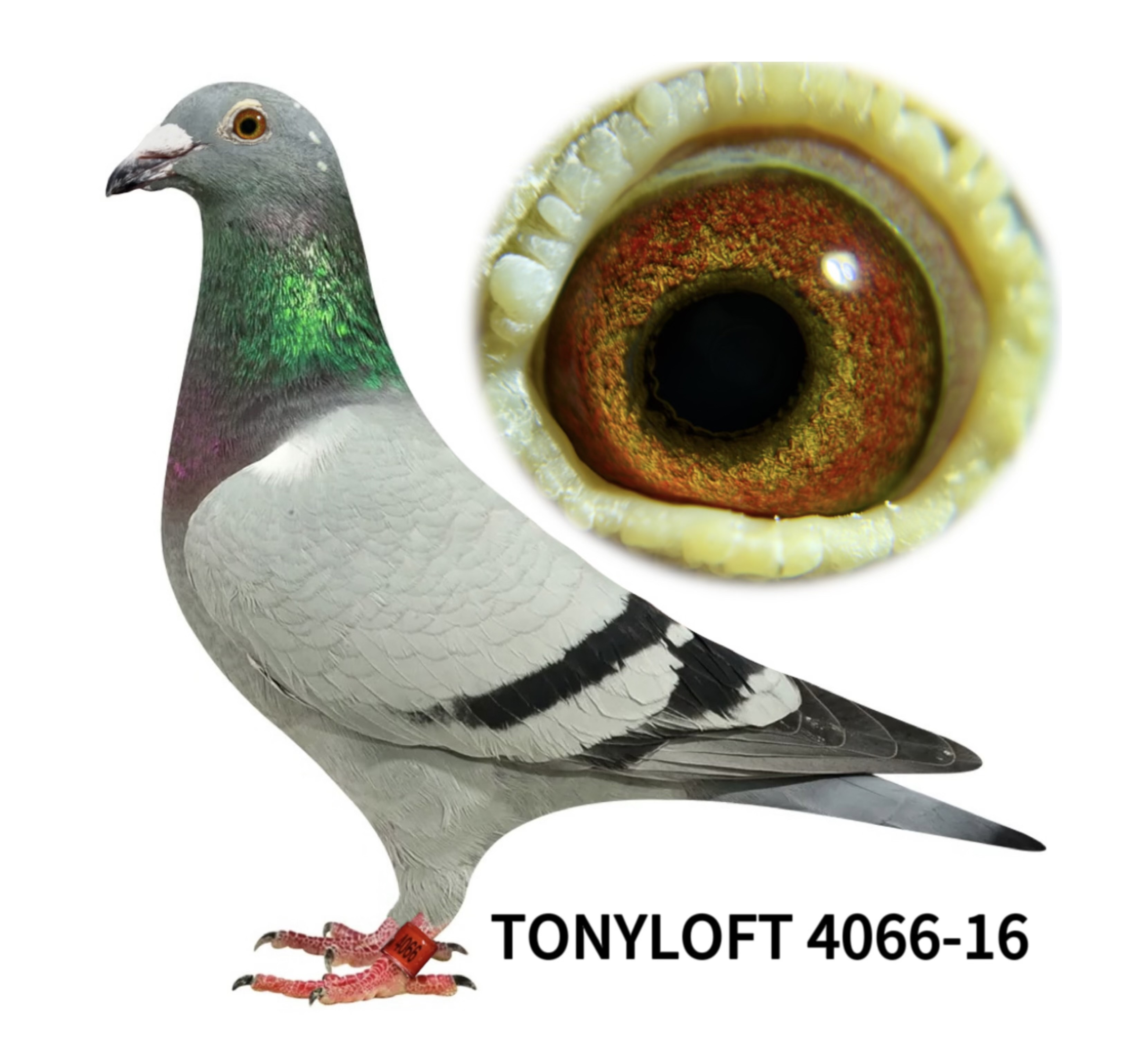 granddaughter of "ALADIN