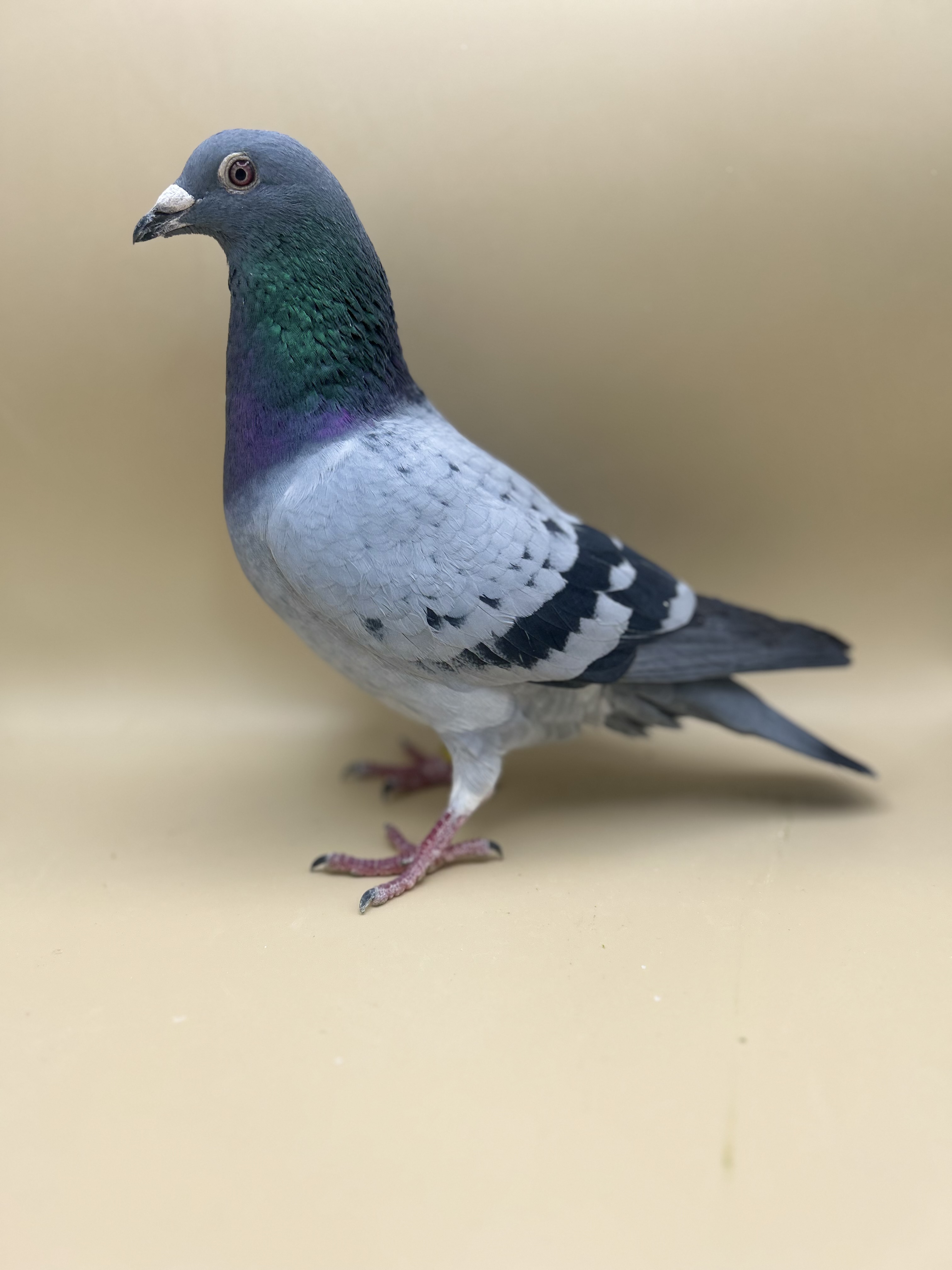 AU24 Foys 49380 pen cock 