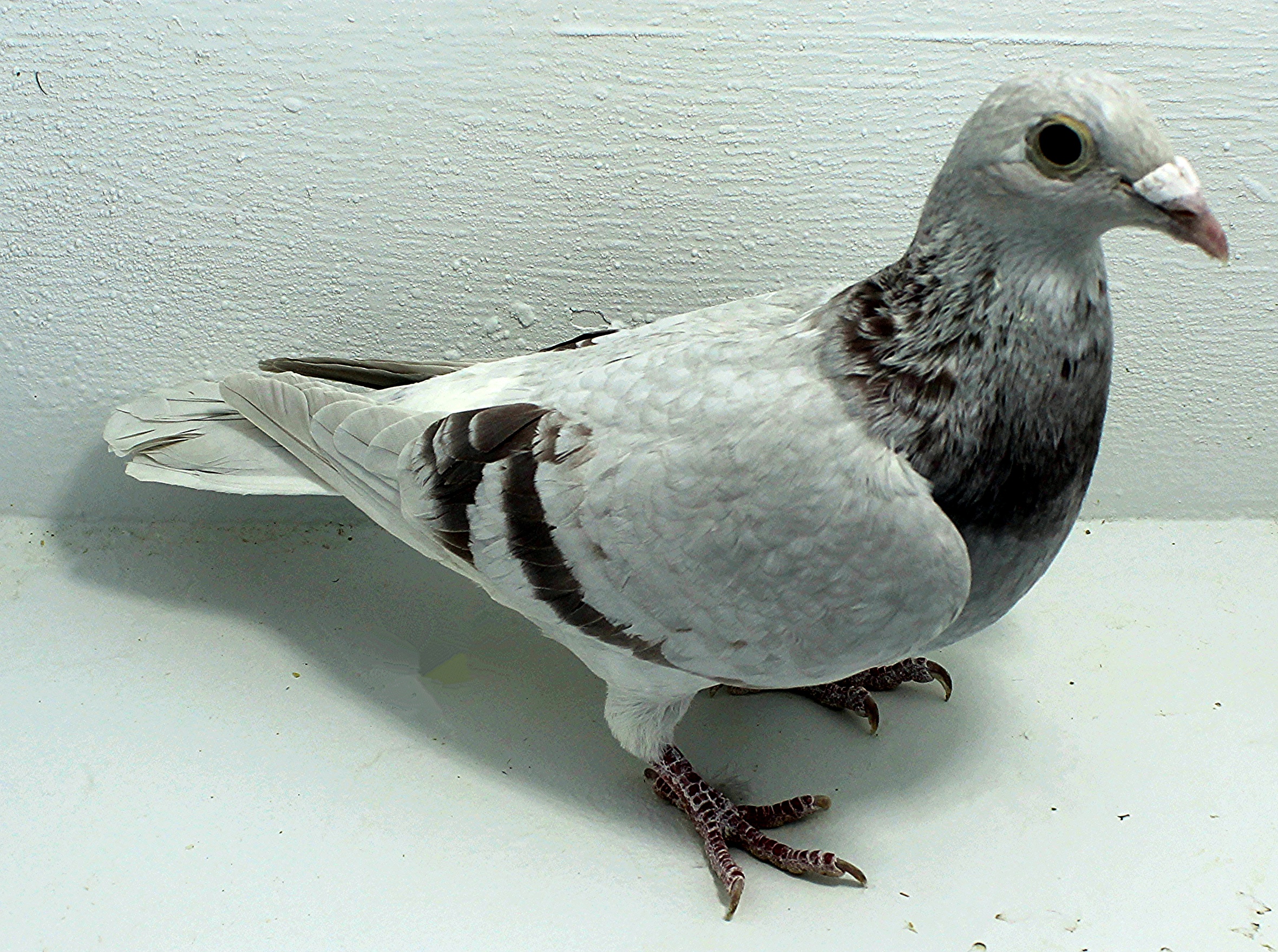 6929 IPB B 2025 Pure Paul Sion