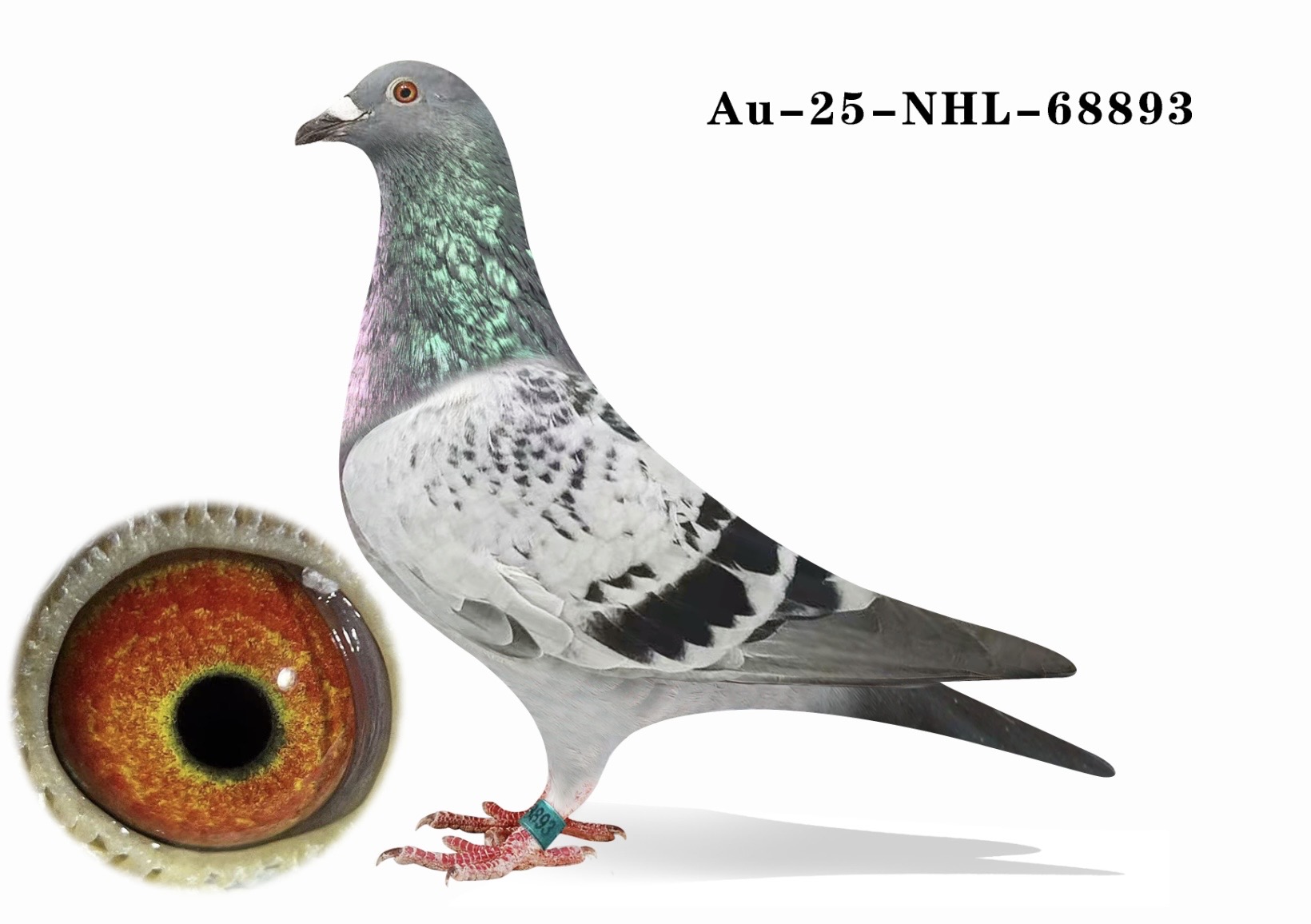AU-25-NHL-68893