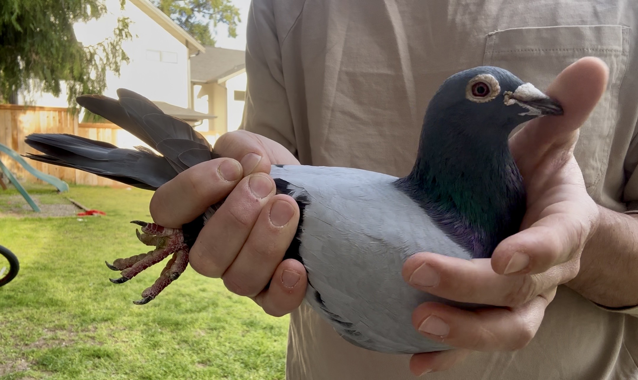 Money Winner Apple Cup