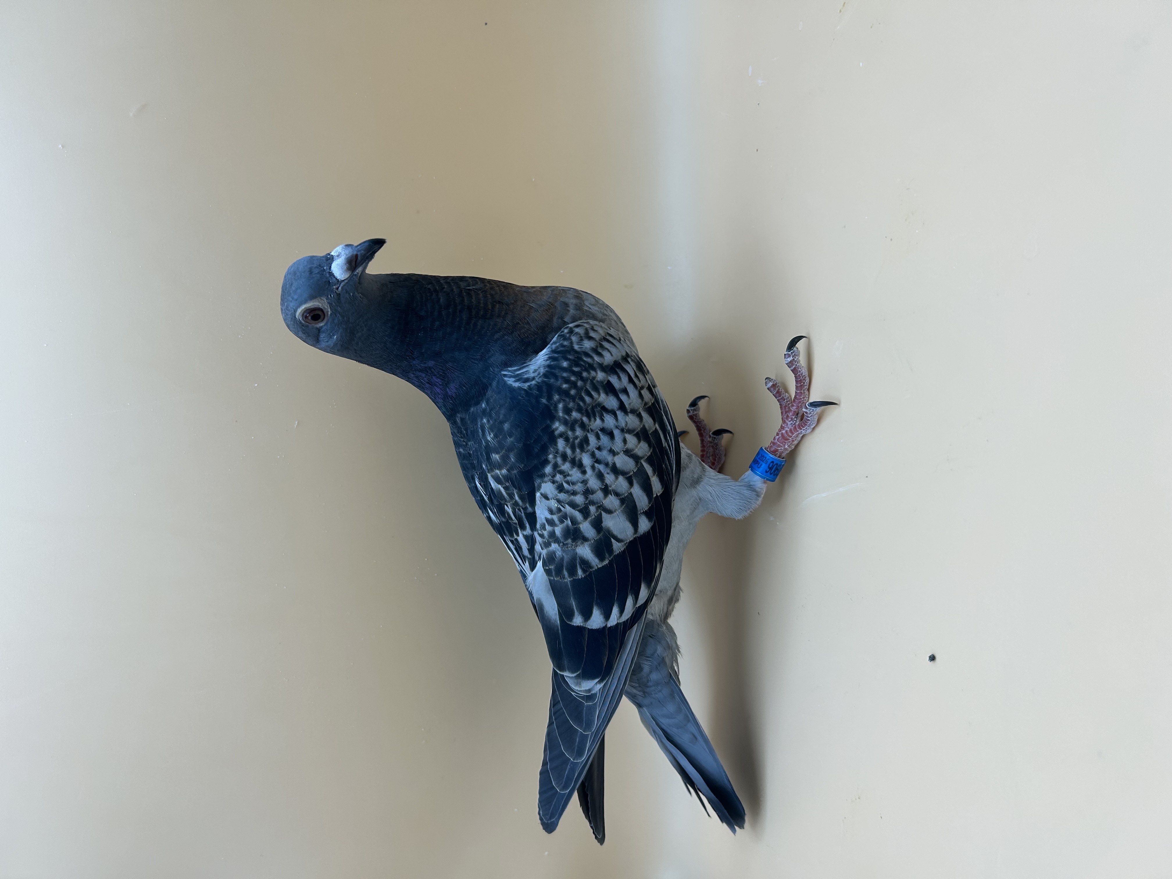Preview Image 4