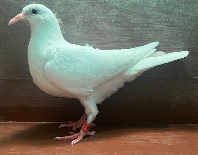 WHITE SQUEAKER OFF IMPORT