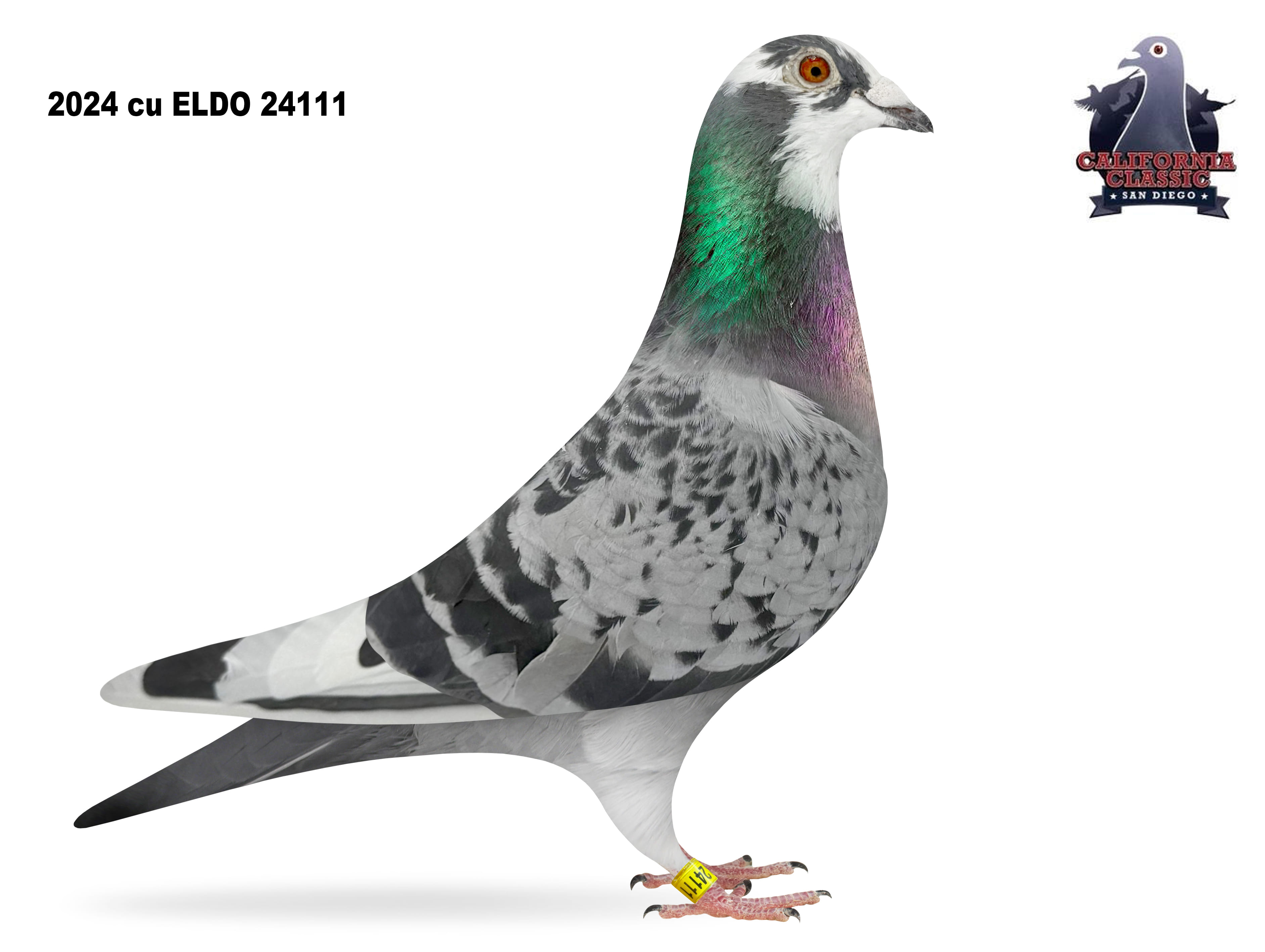 Lot 1. 2024 ELDO 24111 Hen