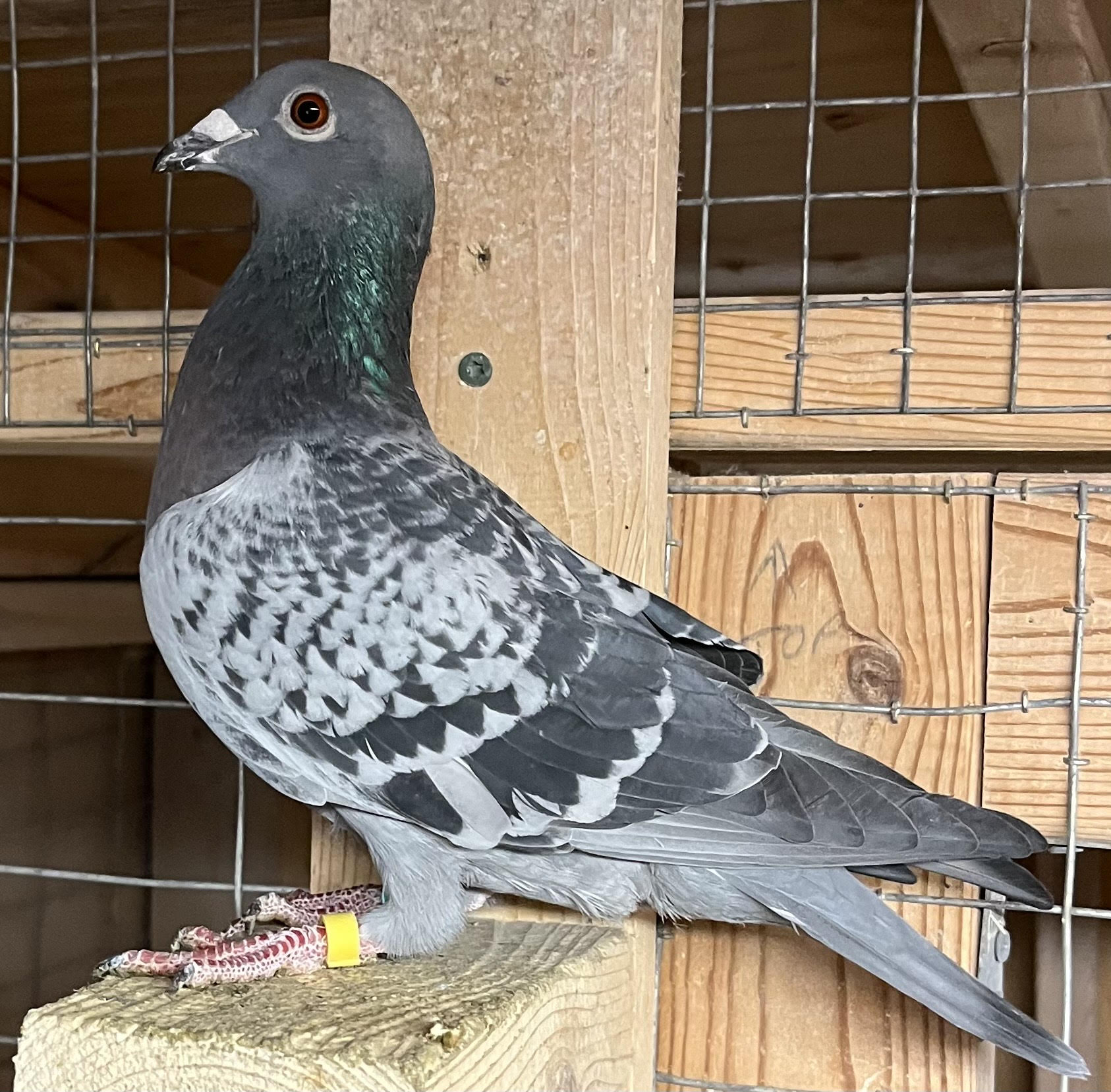 AU-25-AA32122 BC Hen