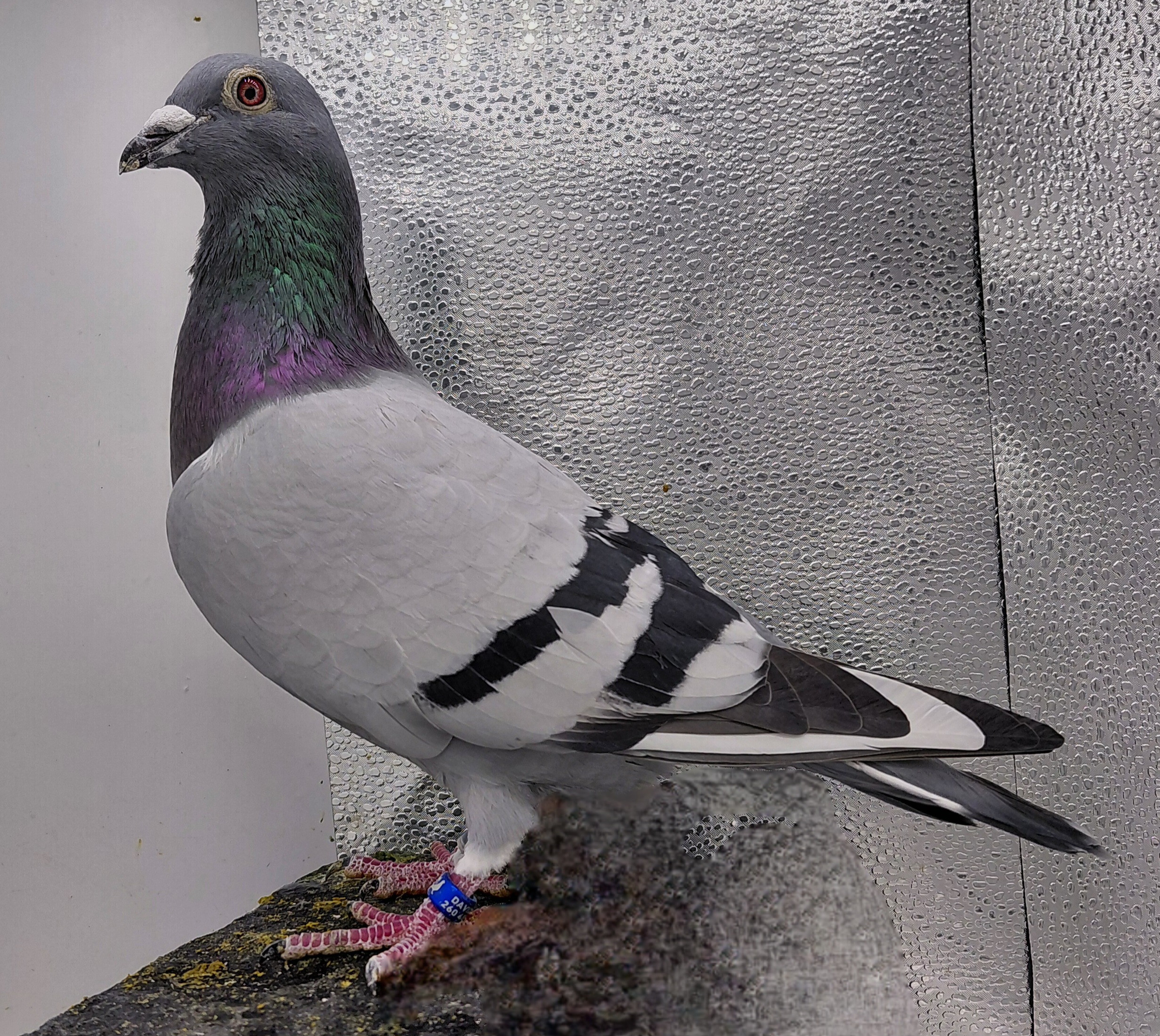 2510 EL VICHO 23 BBH