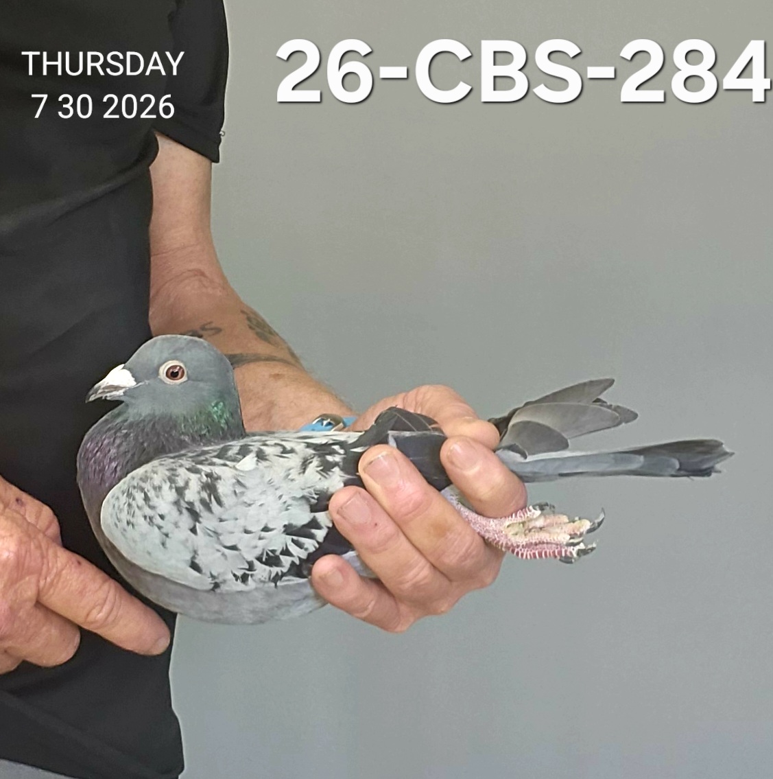 26-CBS-284 Light check cock.