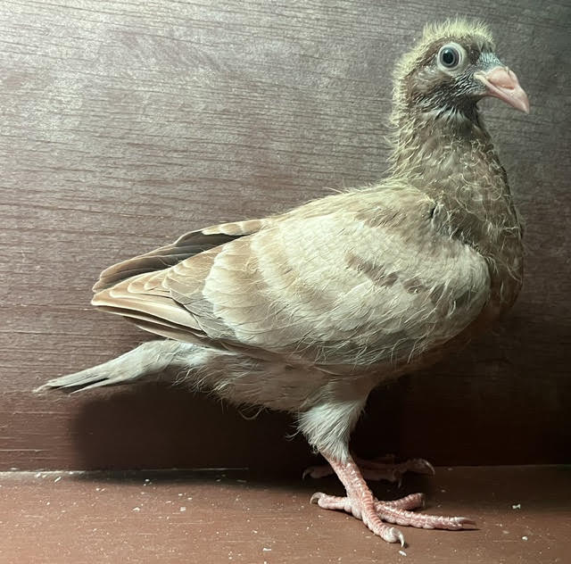 YOUNGSTER OFF IMPORT