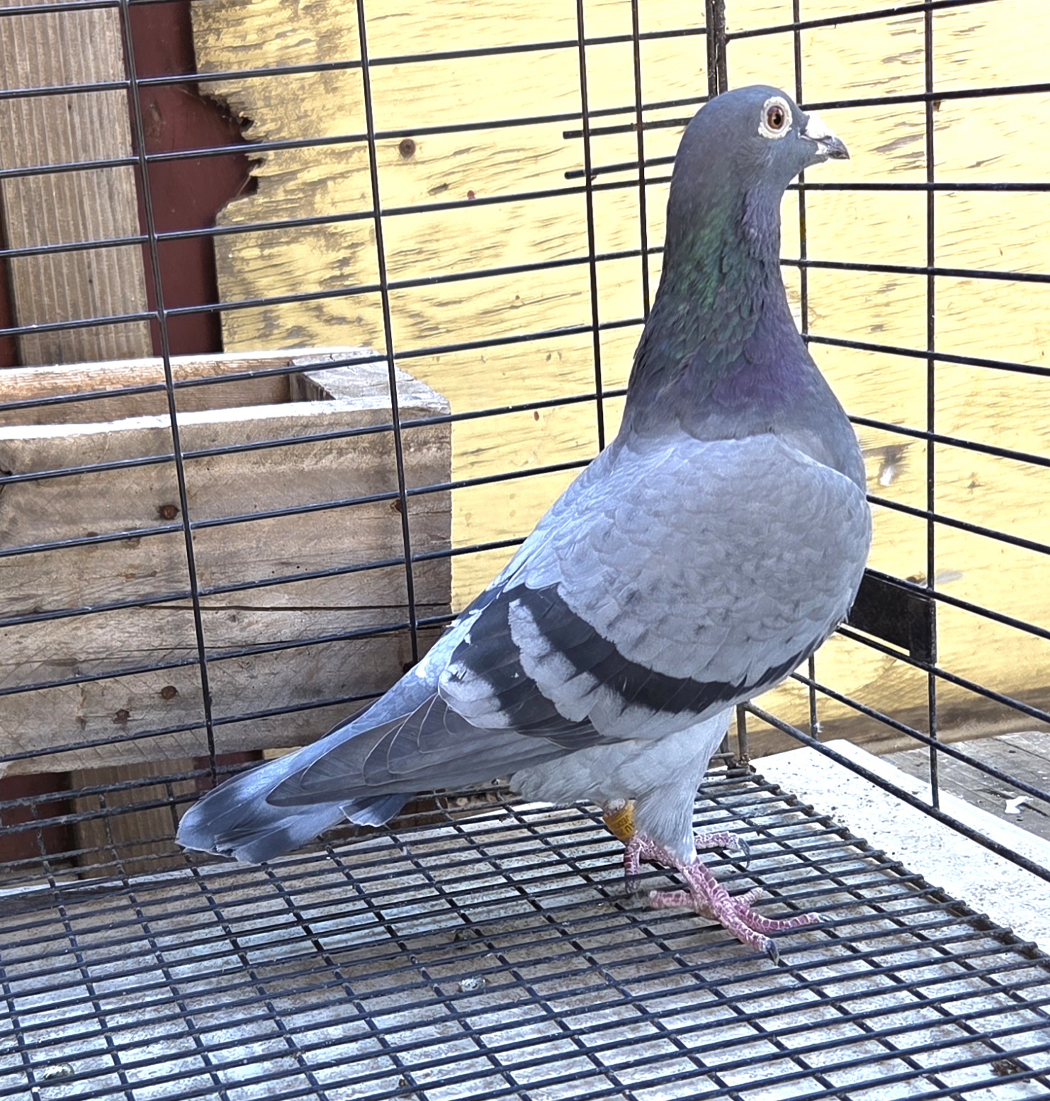 Preview Image 2
