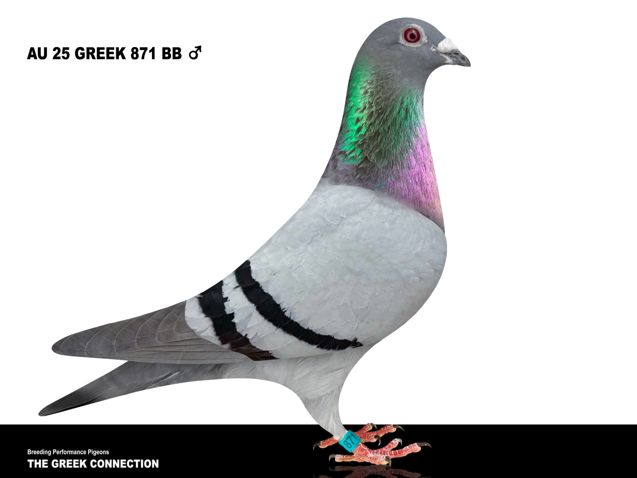 AU 25 GREEK 871 BB COCK 