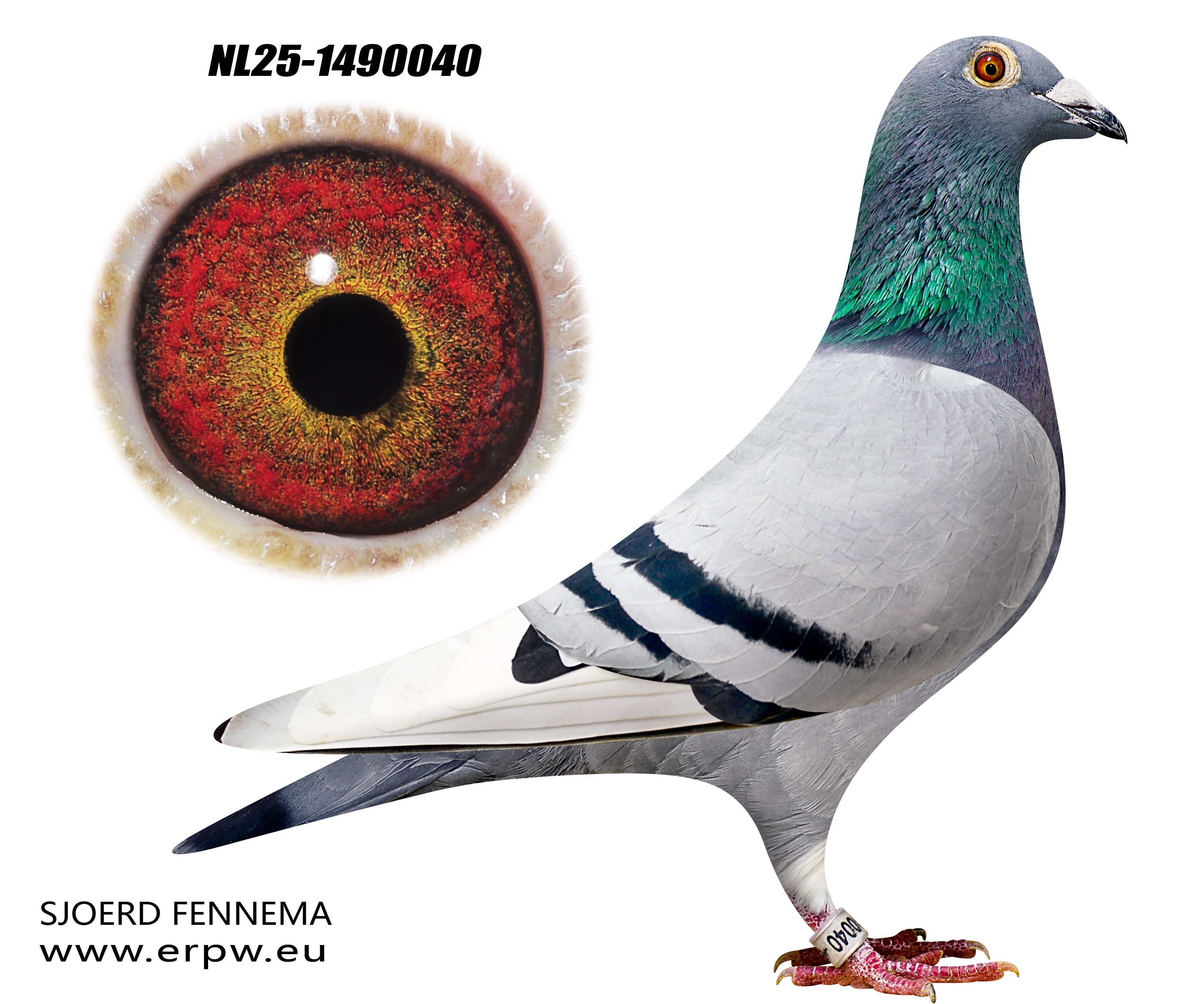 Helmerichs Beautifull Hen!!!(with video)