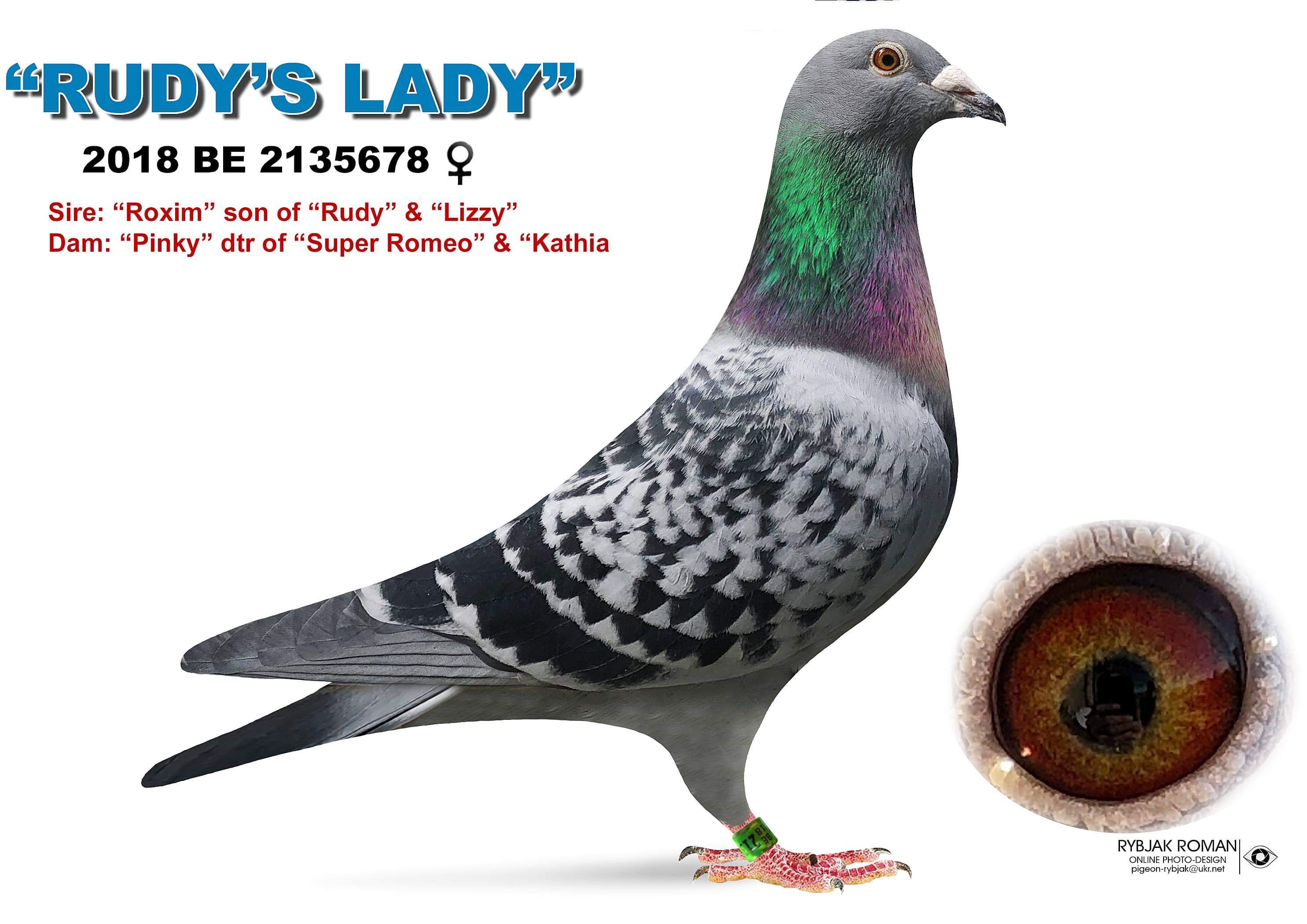iPigeon.com - Racing Pigeon Auction