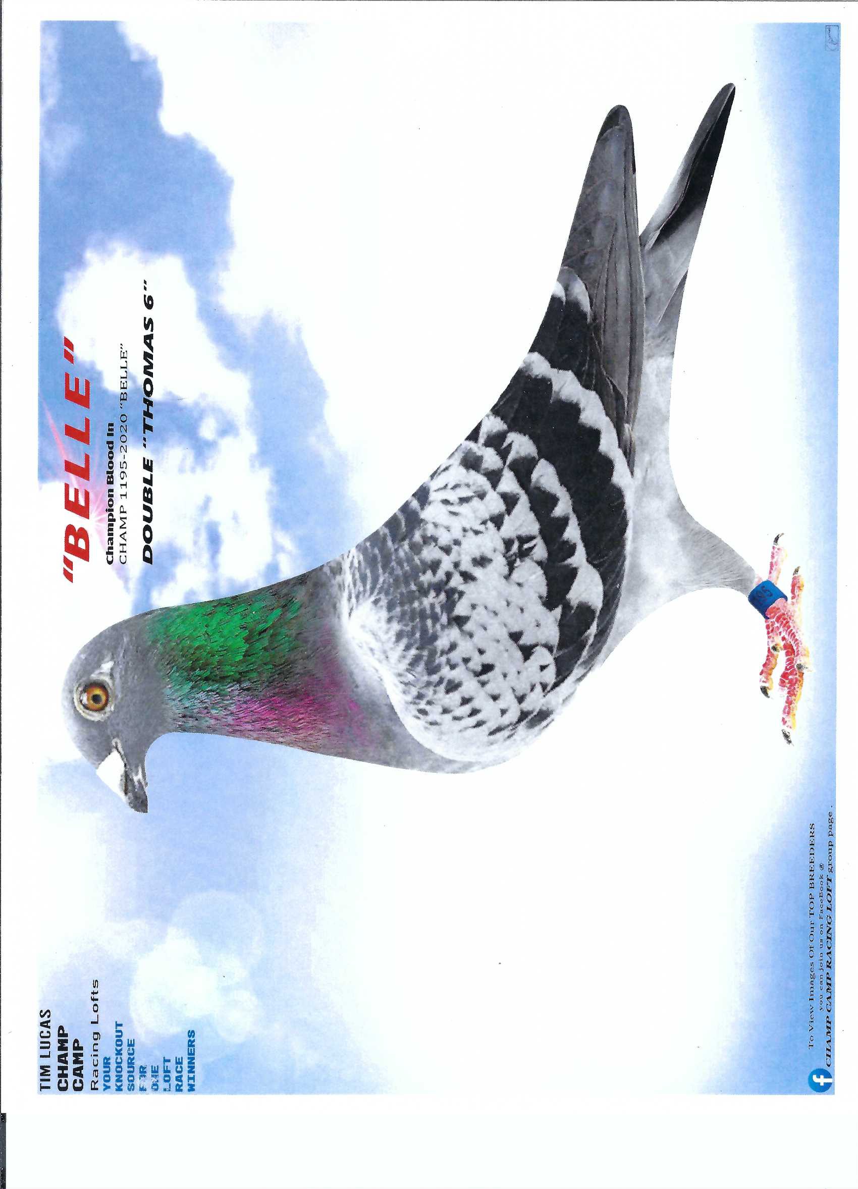   AU20CHAMP - 1195 BLUE CHECK HEN. 