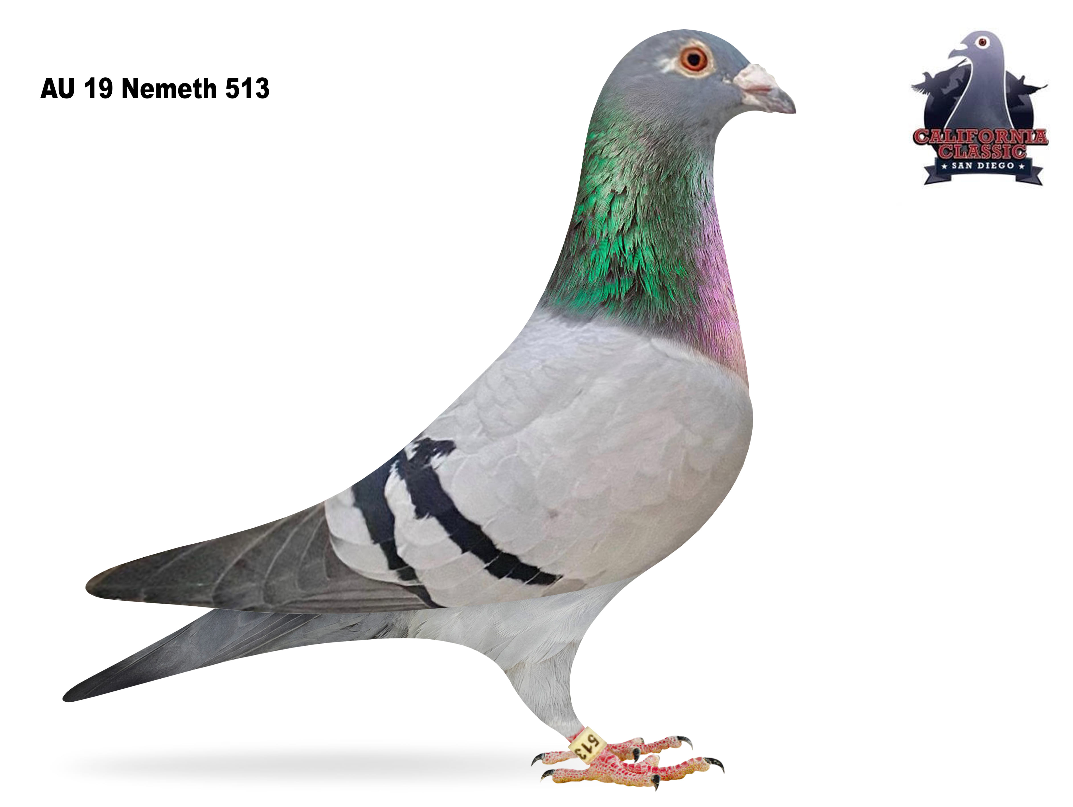 Lot 9. 2019 Nemeth 513 Cock 