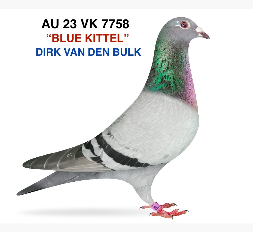 DIRK VAN DEN BULK 