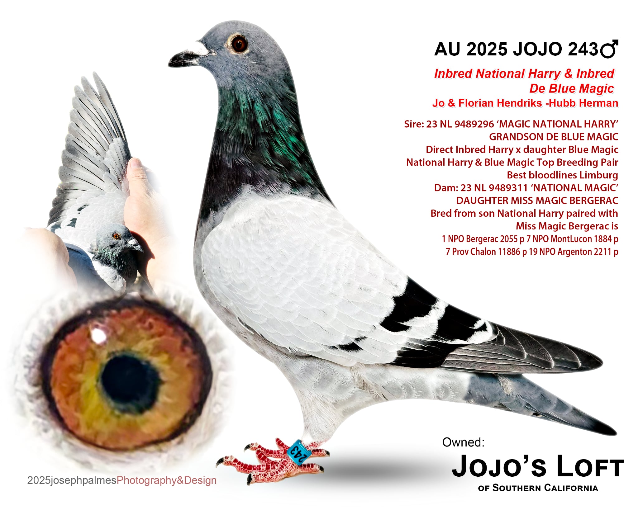 AU 2025 JOJO 243 BB Cock