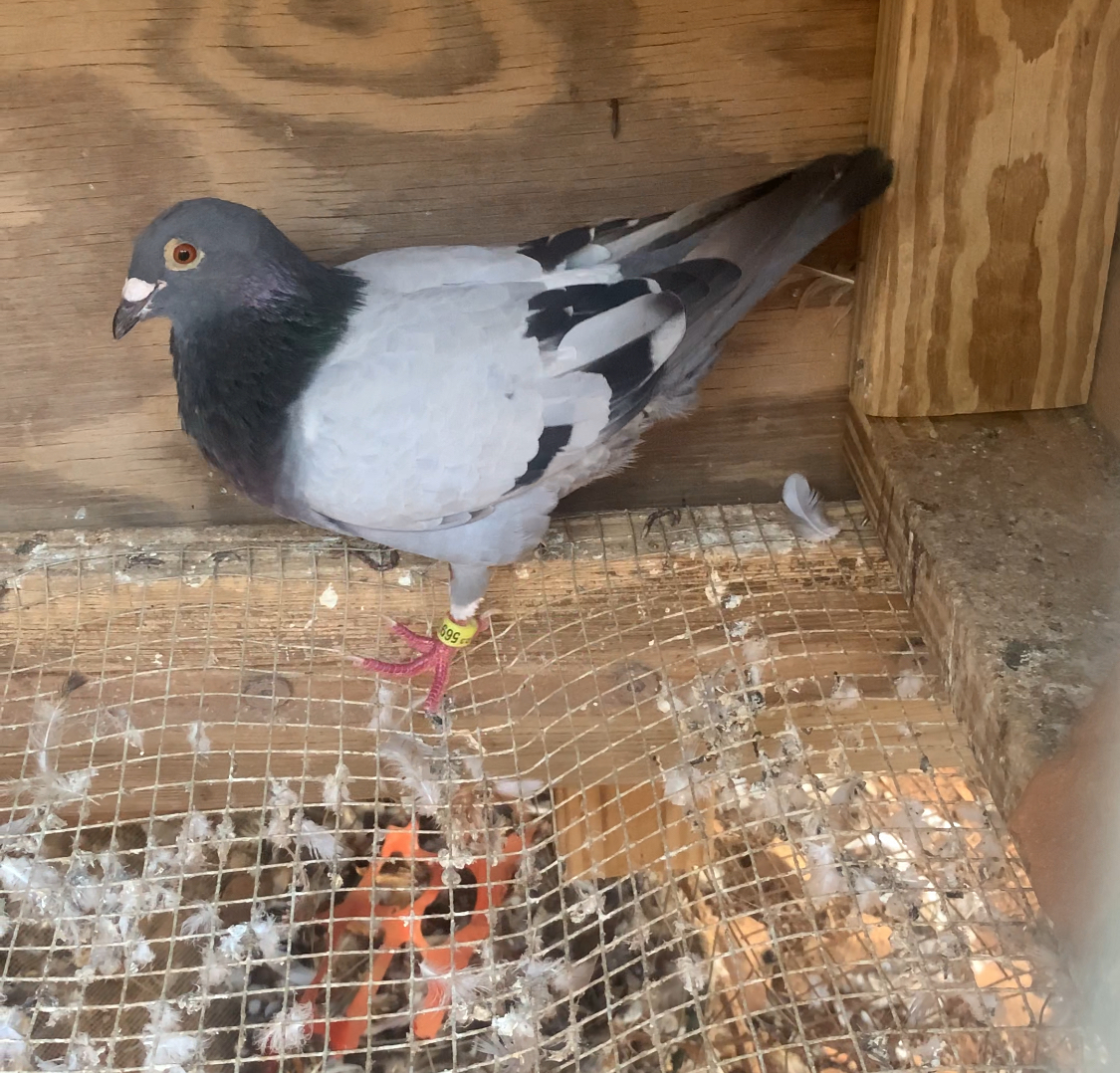 Ornat cock