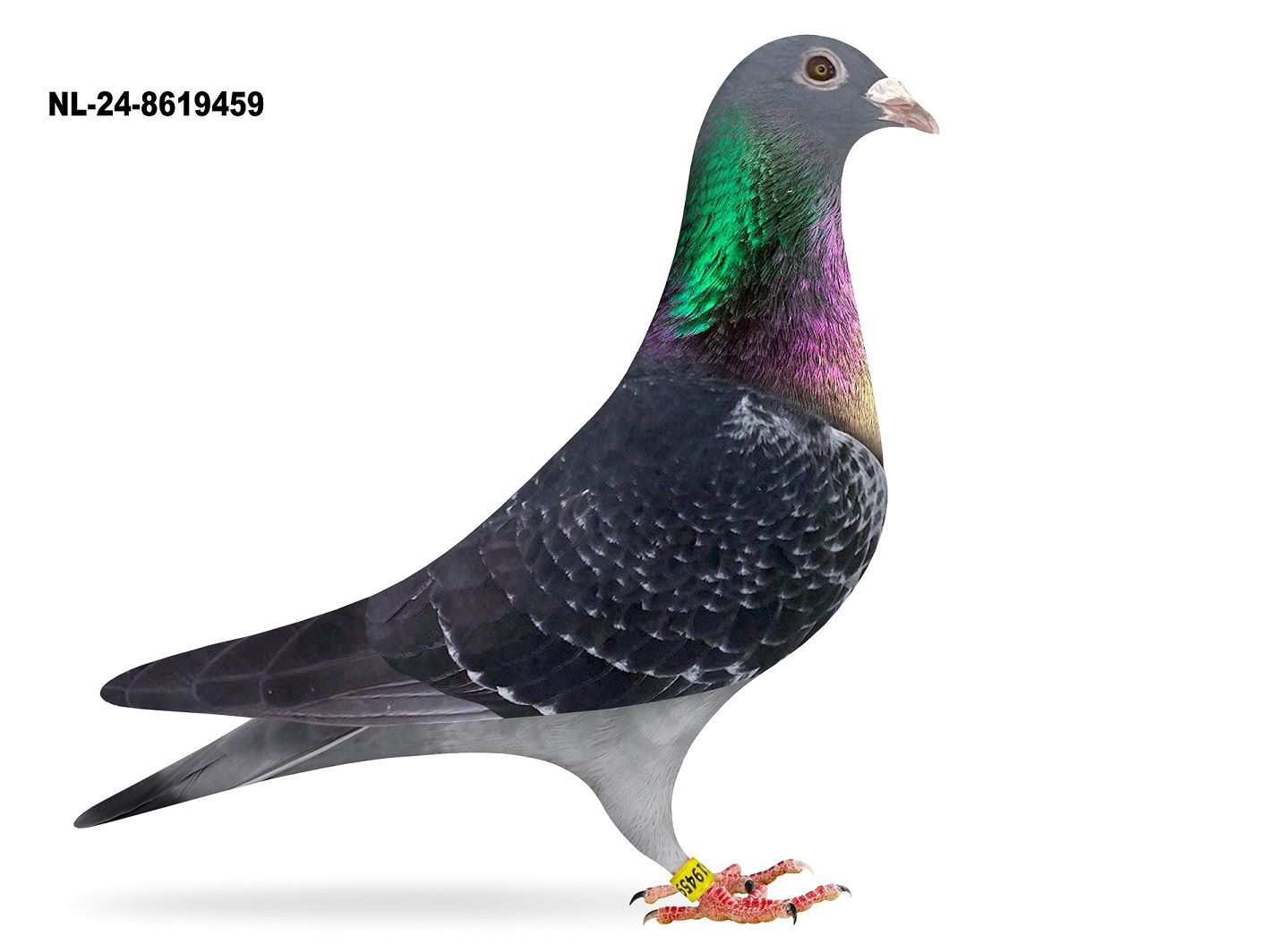 NL 24-8619459       “Whitebeak Dolle”