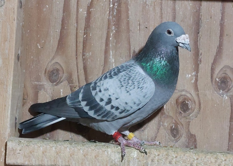 Preview Image 2