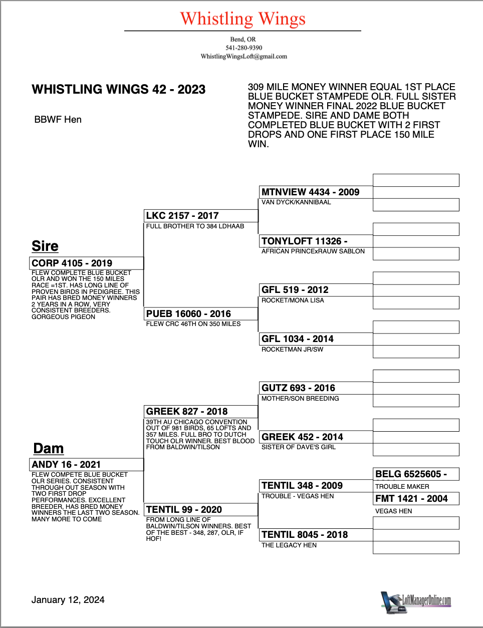 ipigeon-racing-pigeon-auction