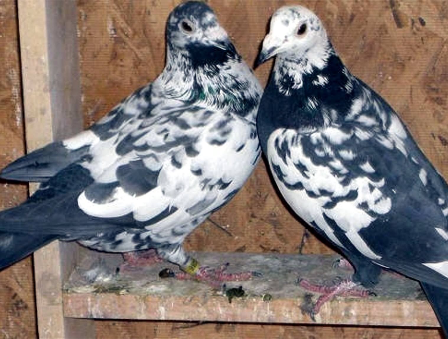 Red Cape Wings  Young Bird Kits 2026