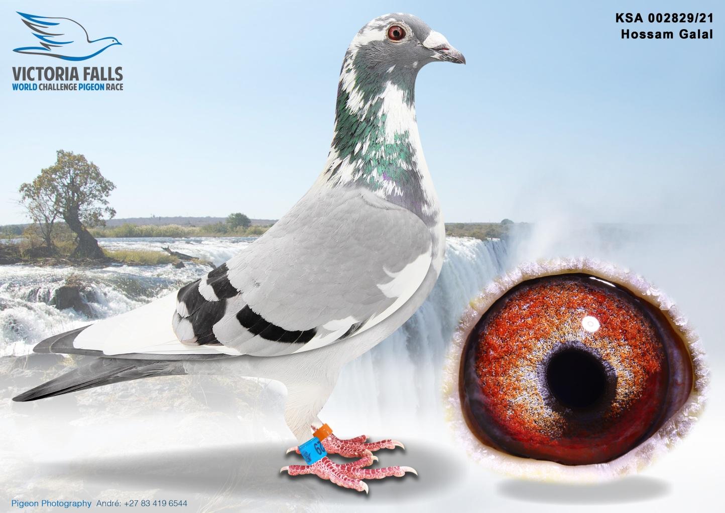 WON 165TH PLACE VICTORIA FALLS 598km WITH 2271 BIRDS