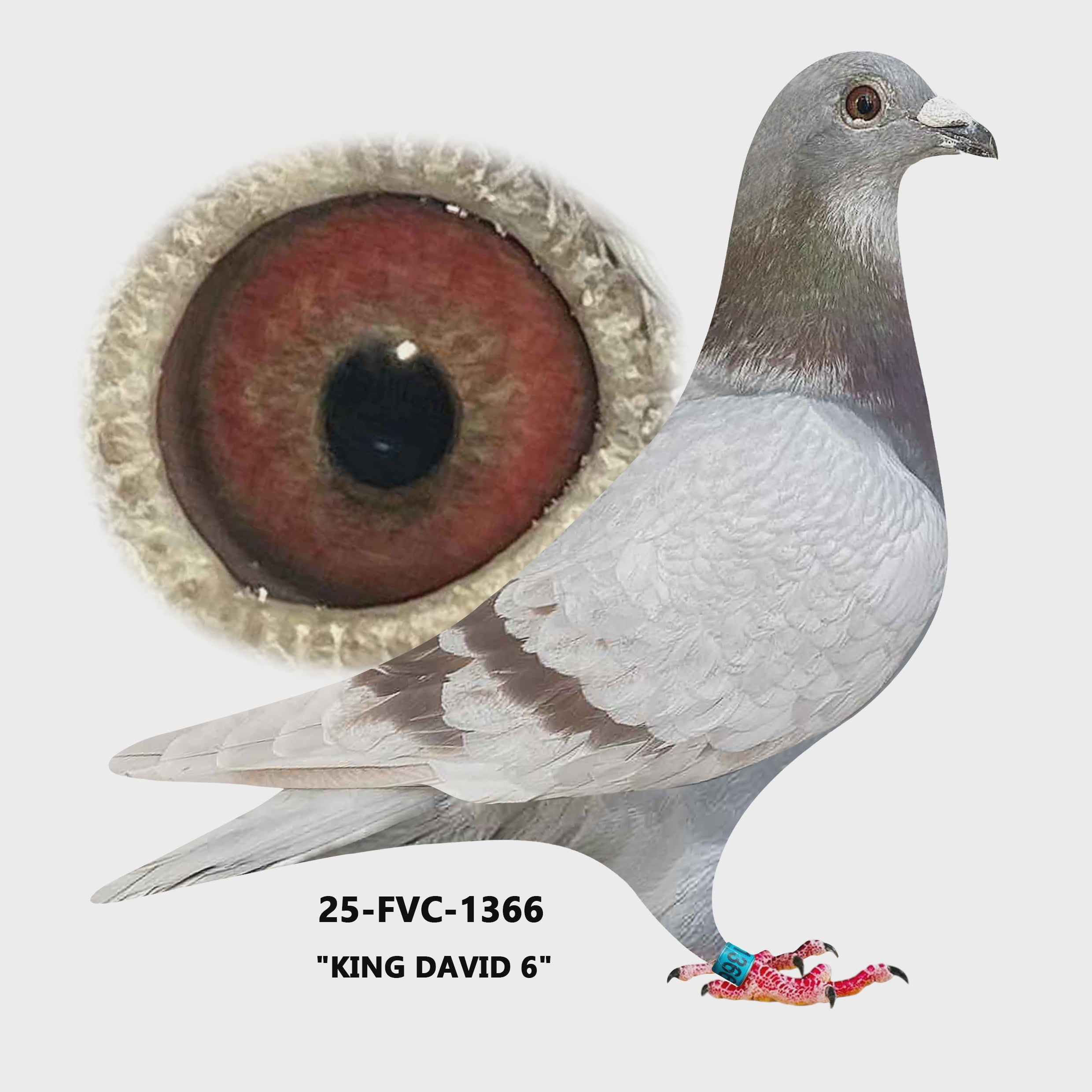 25-FVC-1366 Silver Cock.