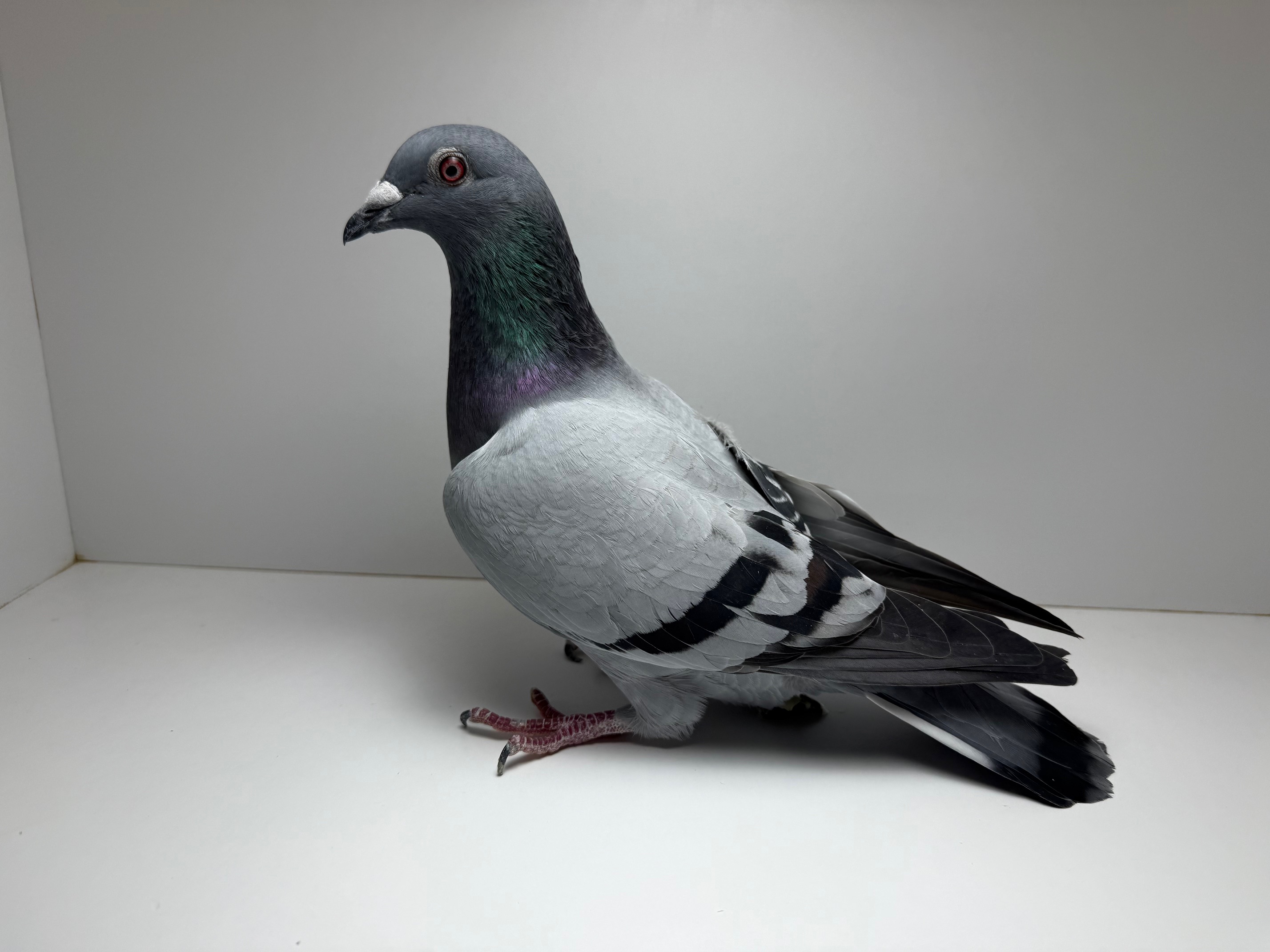 Inbred Raven and Grandkid of SAAD