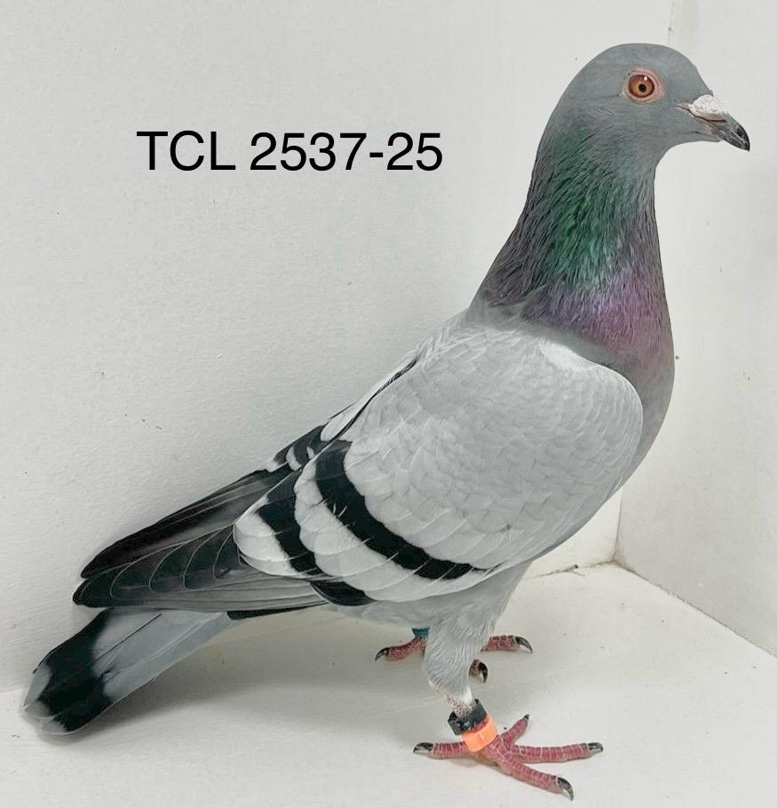 TCL 2537-25 Blue Hen