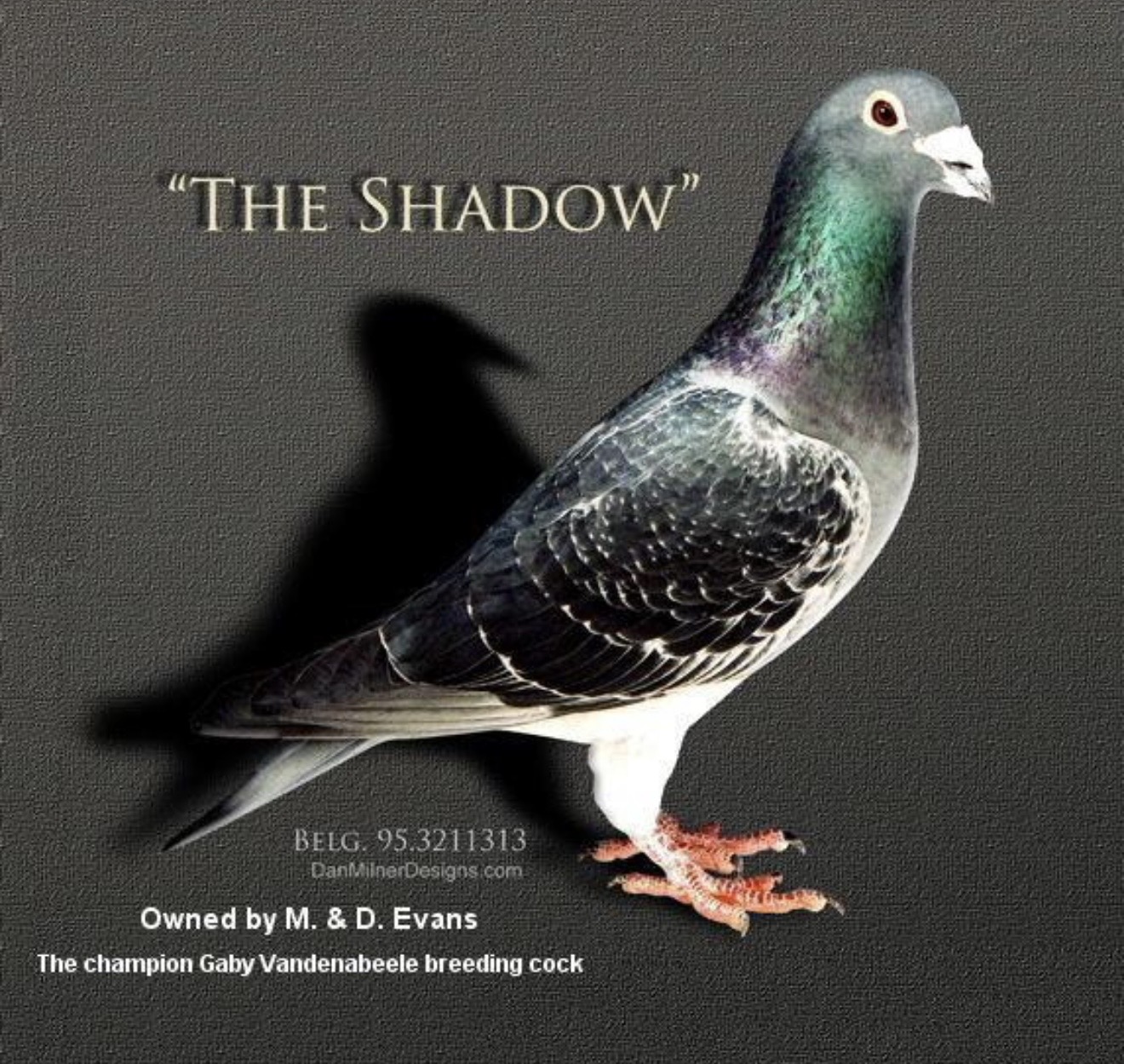 Gaby Vandenabeele
Bliksem / Shadow / Jester & Carrie bloodlines
