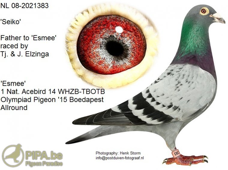 iPigeon.com - Racing Pigeon Auction