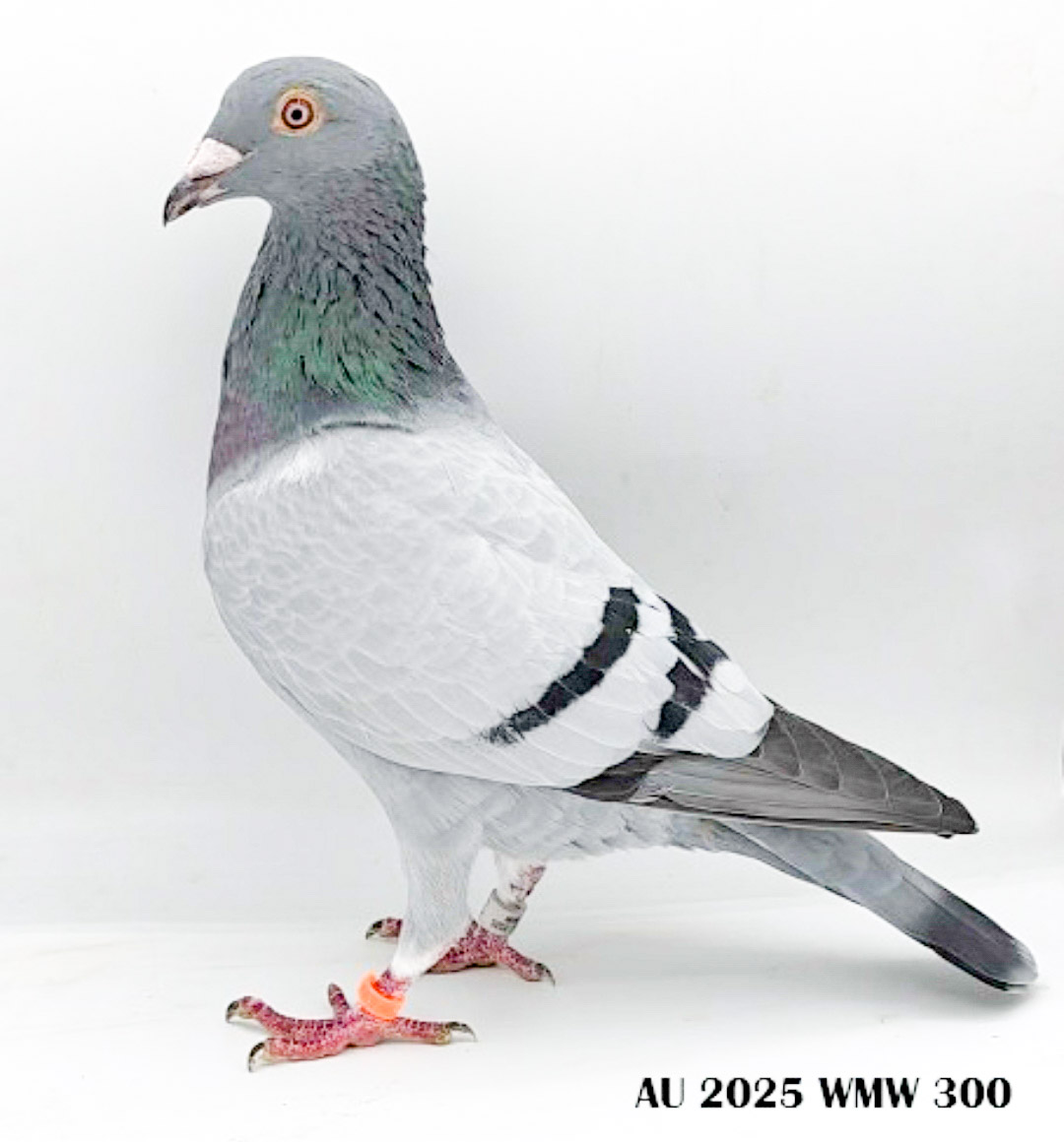 AU 25 WMW 300