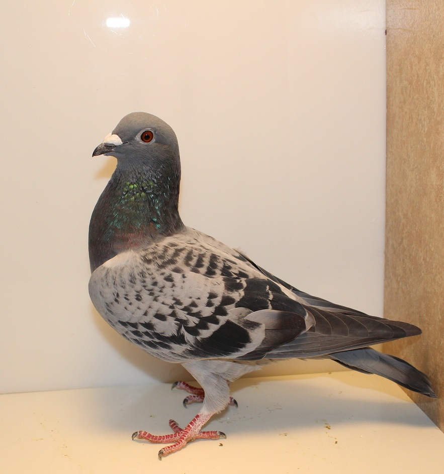 AU 25 TITLETOWN 62 BC HEN
