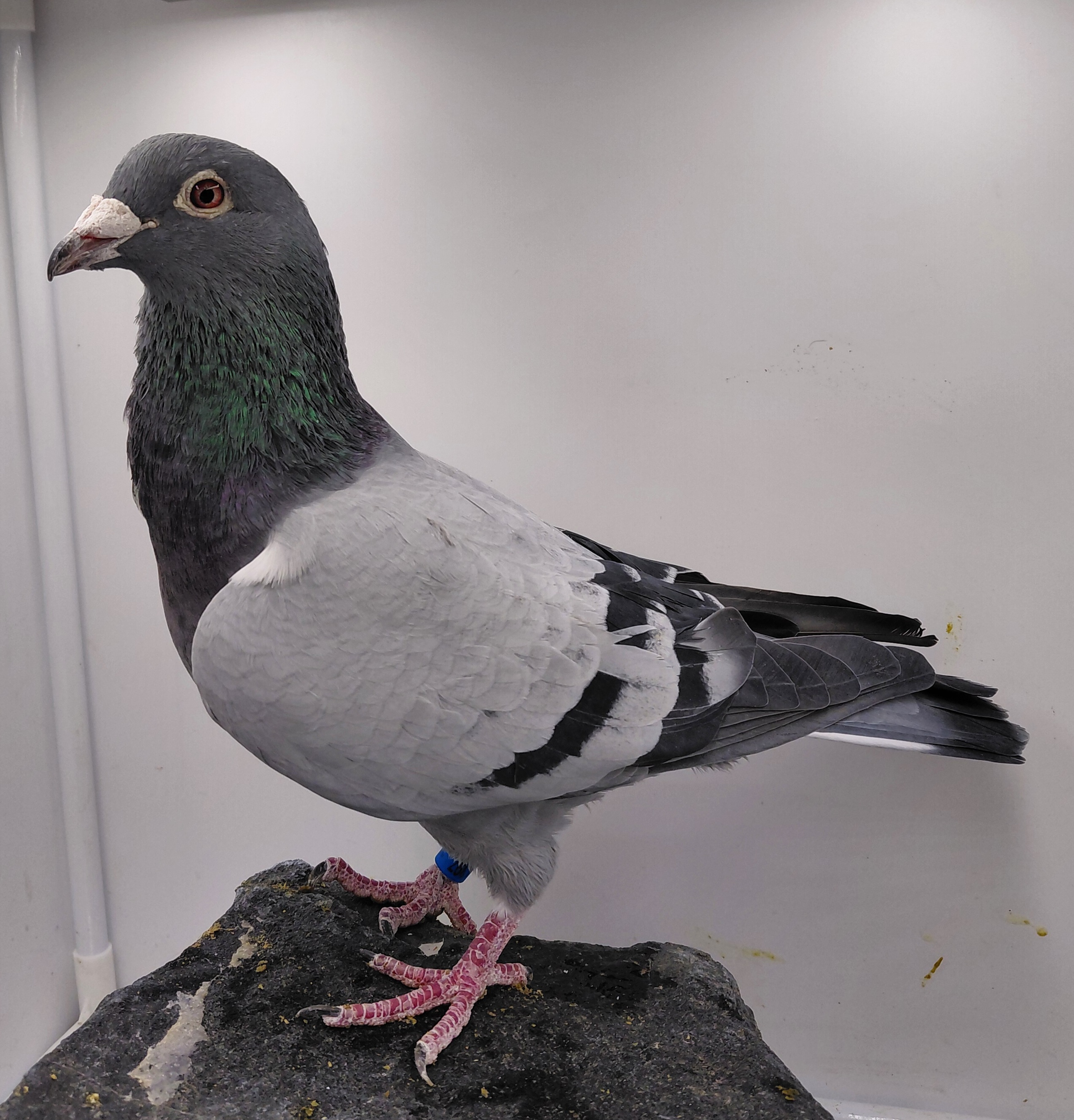 BISON 1397-20 BB COCK